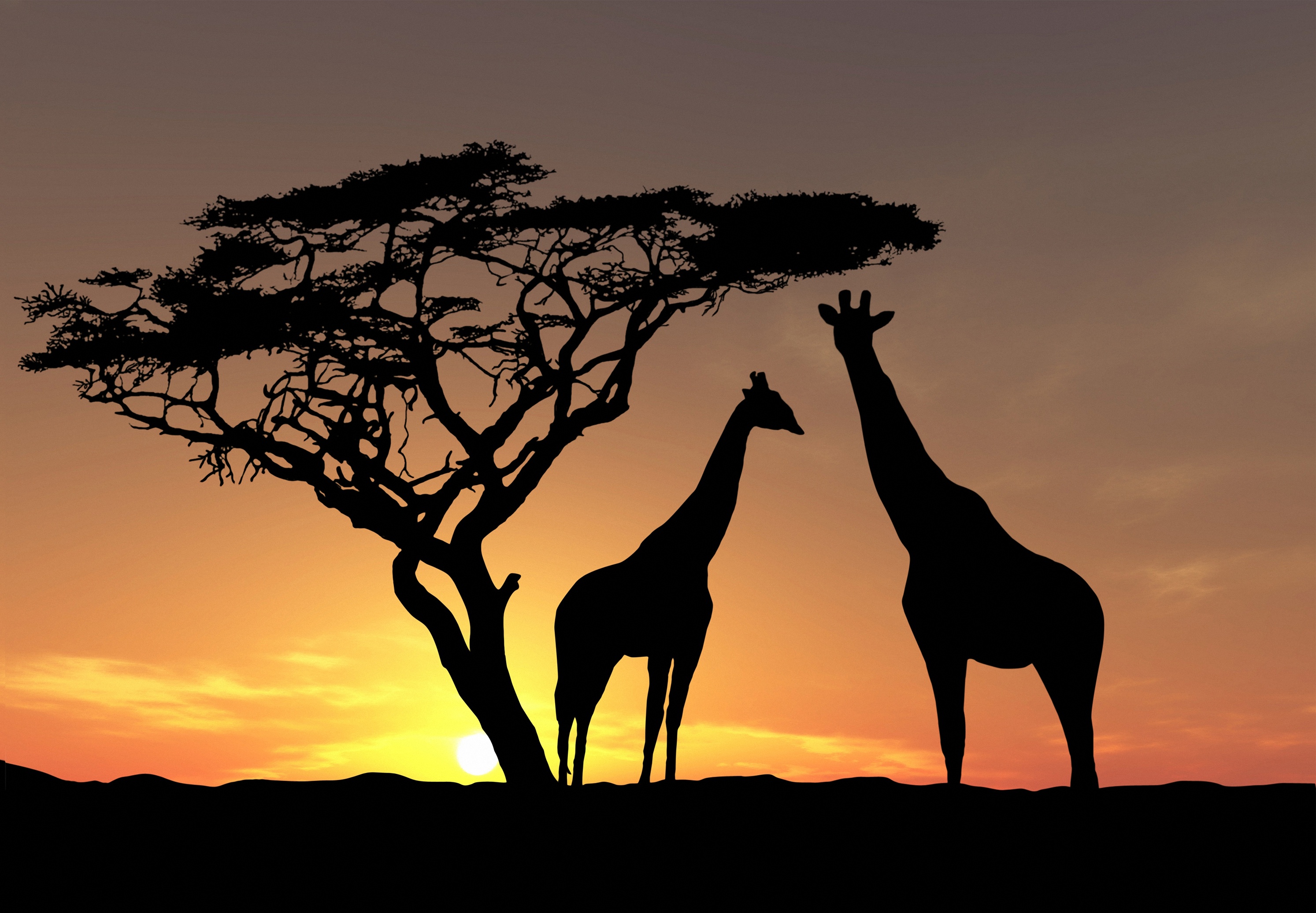 Giraffe HD wallpapers, Majestic African wildlife, Nature's beauty, Captivating images, 2990x2080 HD Desktop