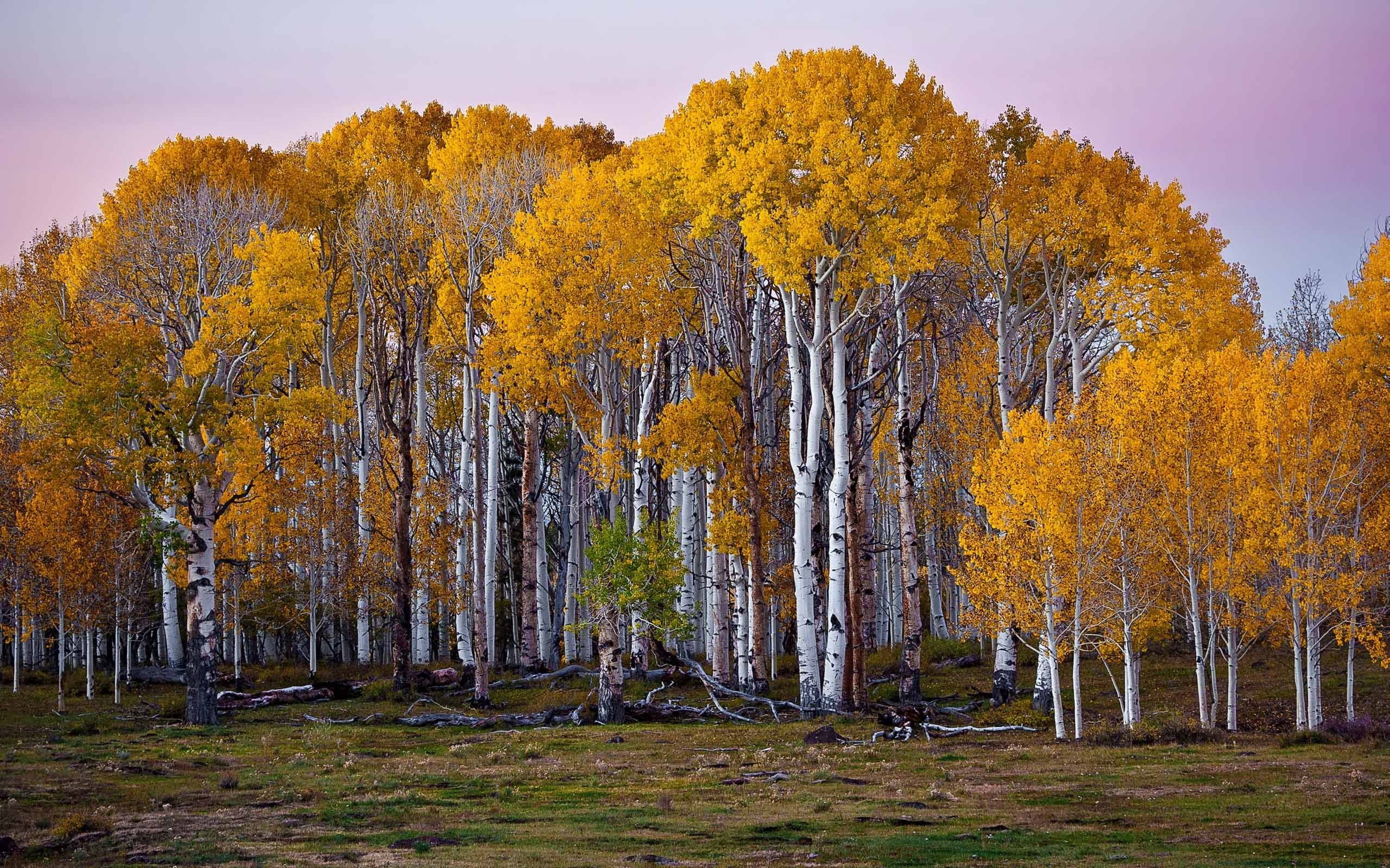 Hvtmrk birch tree, Aspen trees, 2560x1600 HD Desktop