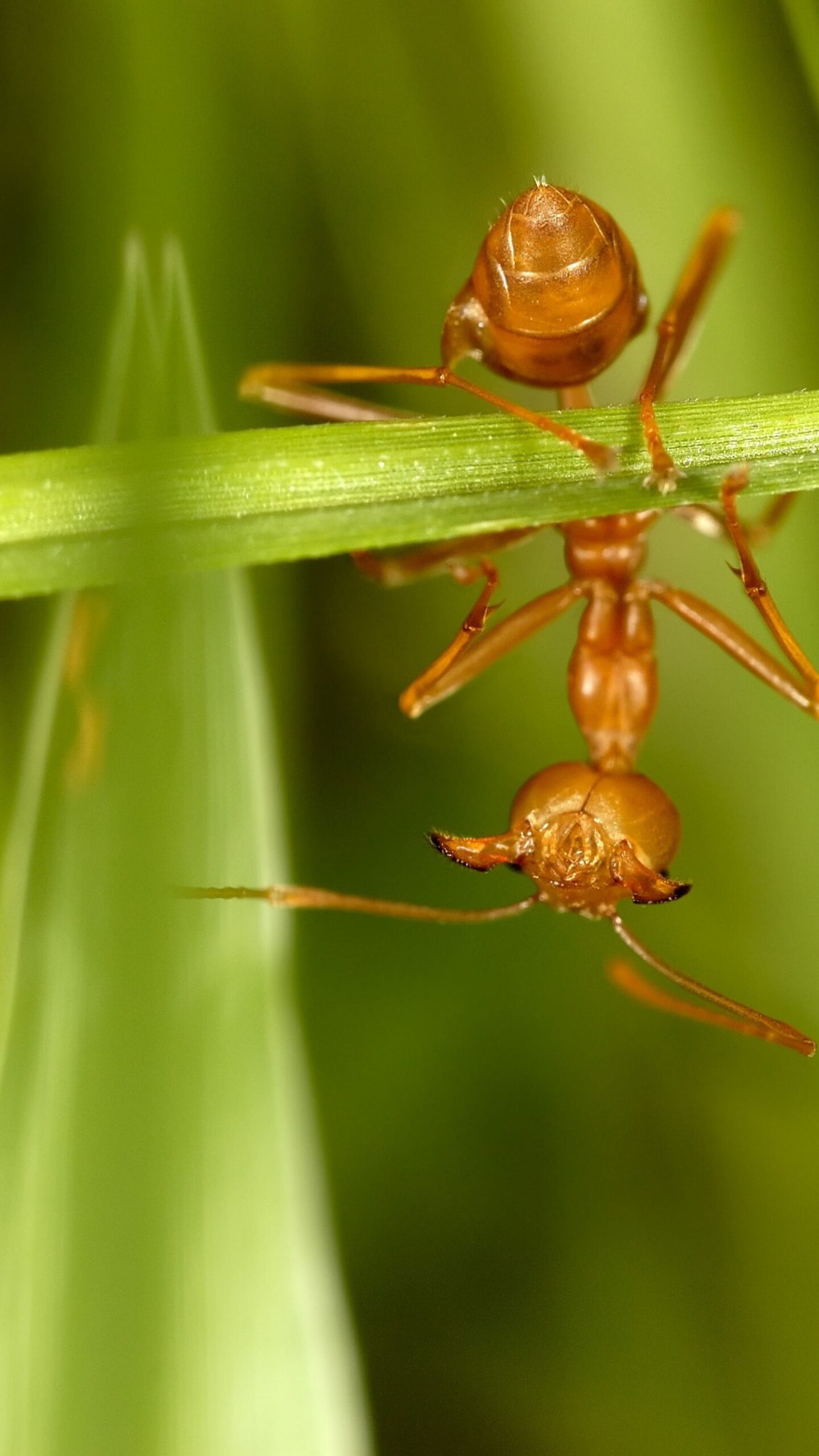 Red ant on grass, Upside-down view, Mobile wallpaper, Nature's beauty, 1440x2560 HD Handy