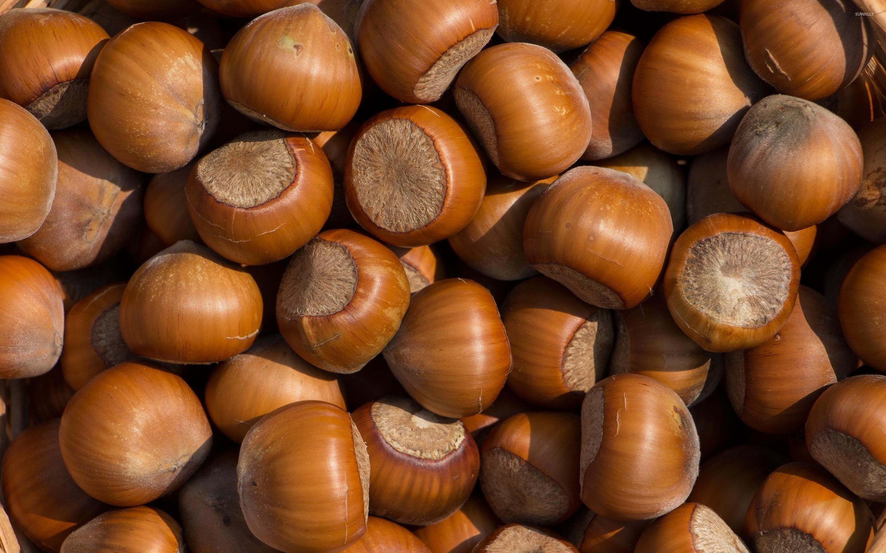 Hazelnuts: Harvested annually in mid-autumn, All species are edible. 2880x1800 HD Background.