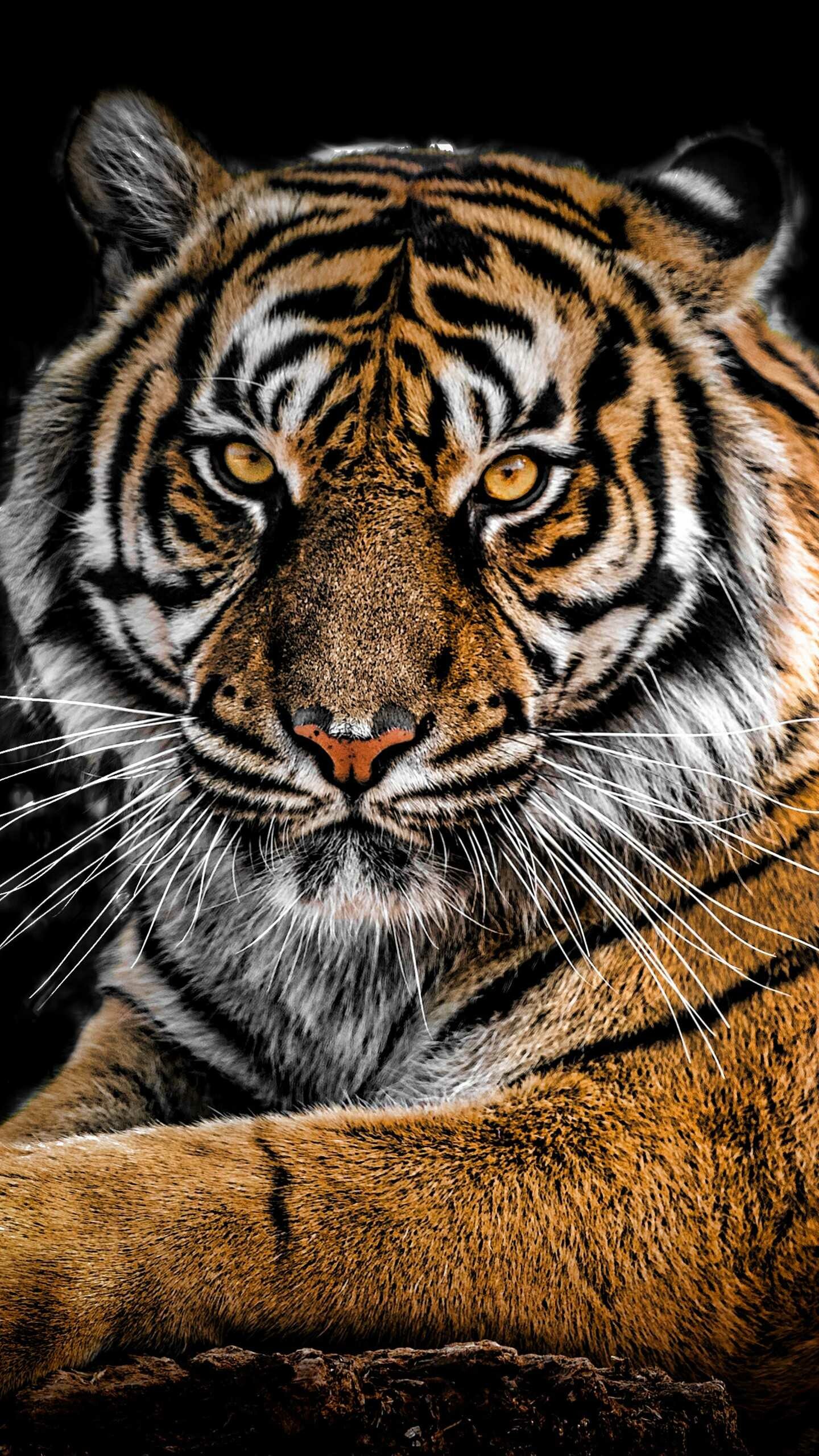 Tiger: Individual tigers have a large territory, and the size is determined mostly by the availability of prey. 1440x2560 HD Wallpaper.