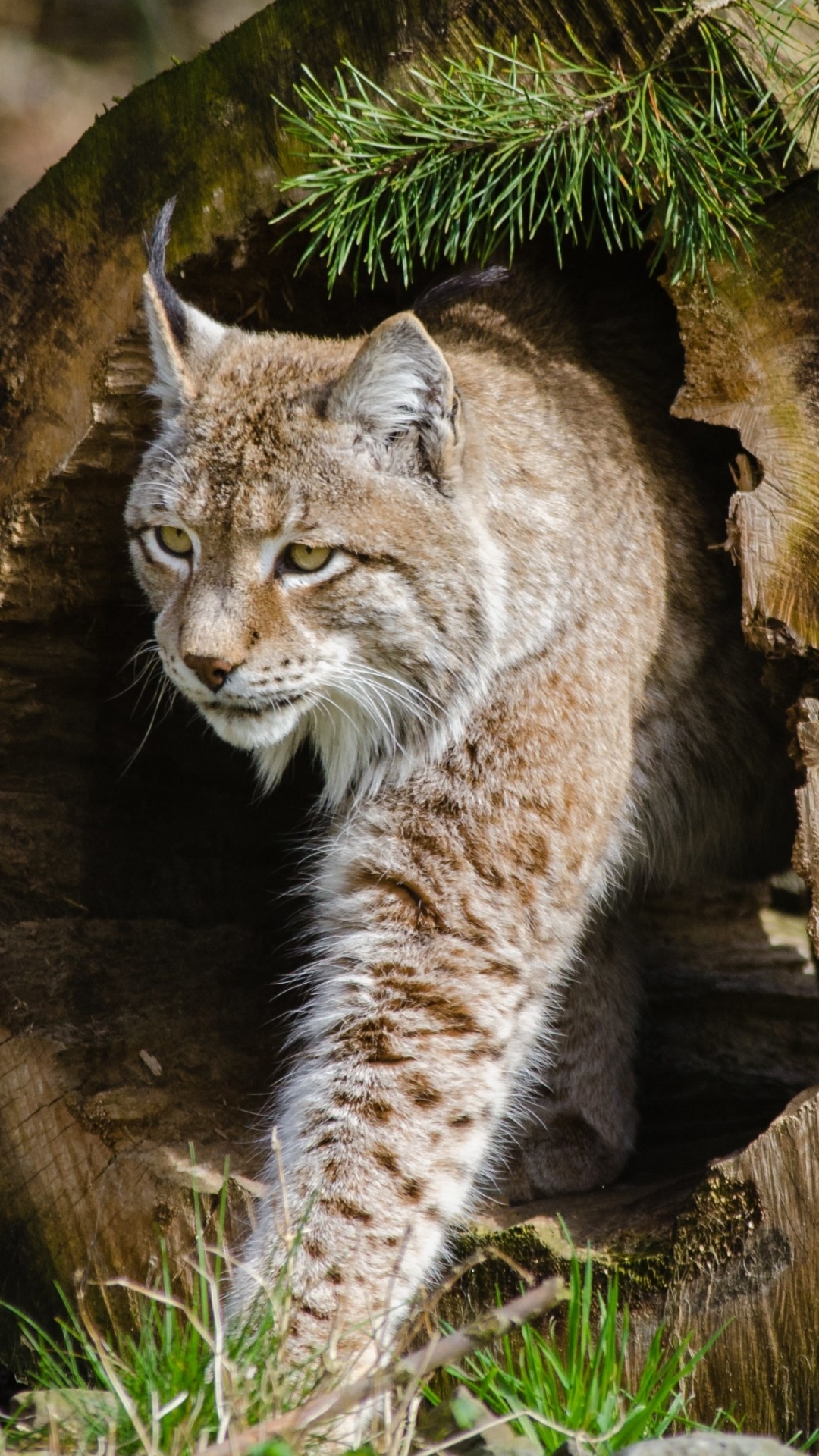 Animal lynx, Captivating eyes, Mysterious beauty, Nature's marvel, 1080x1920 Full HD Handy