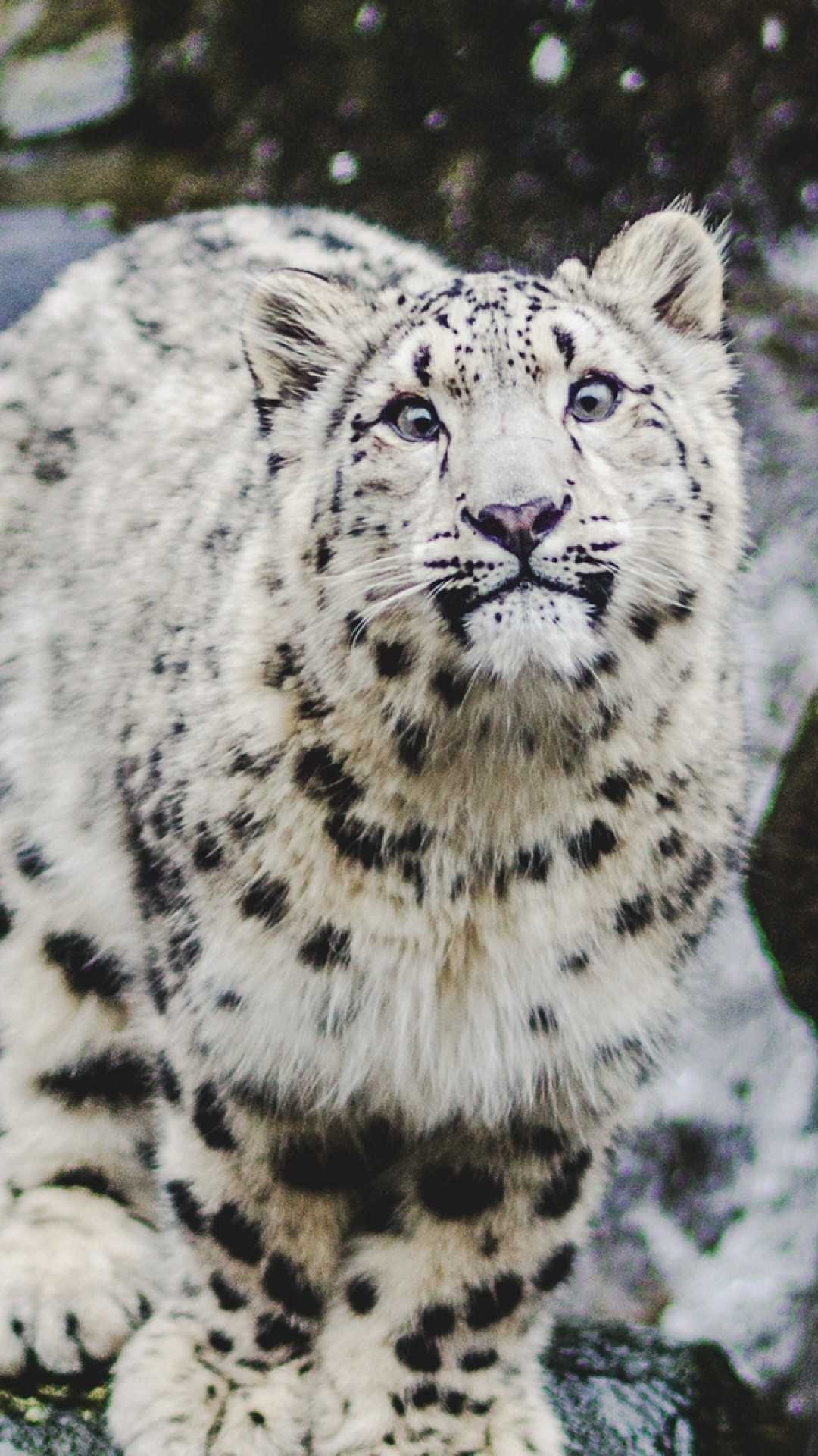Snow Leopard, Wallpaper, 1080x1920 Full HD Phone
