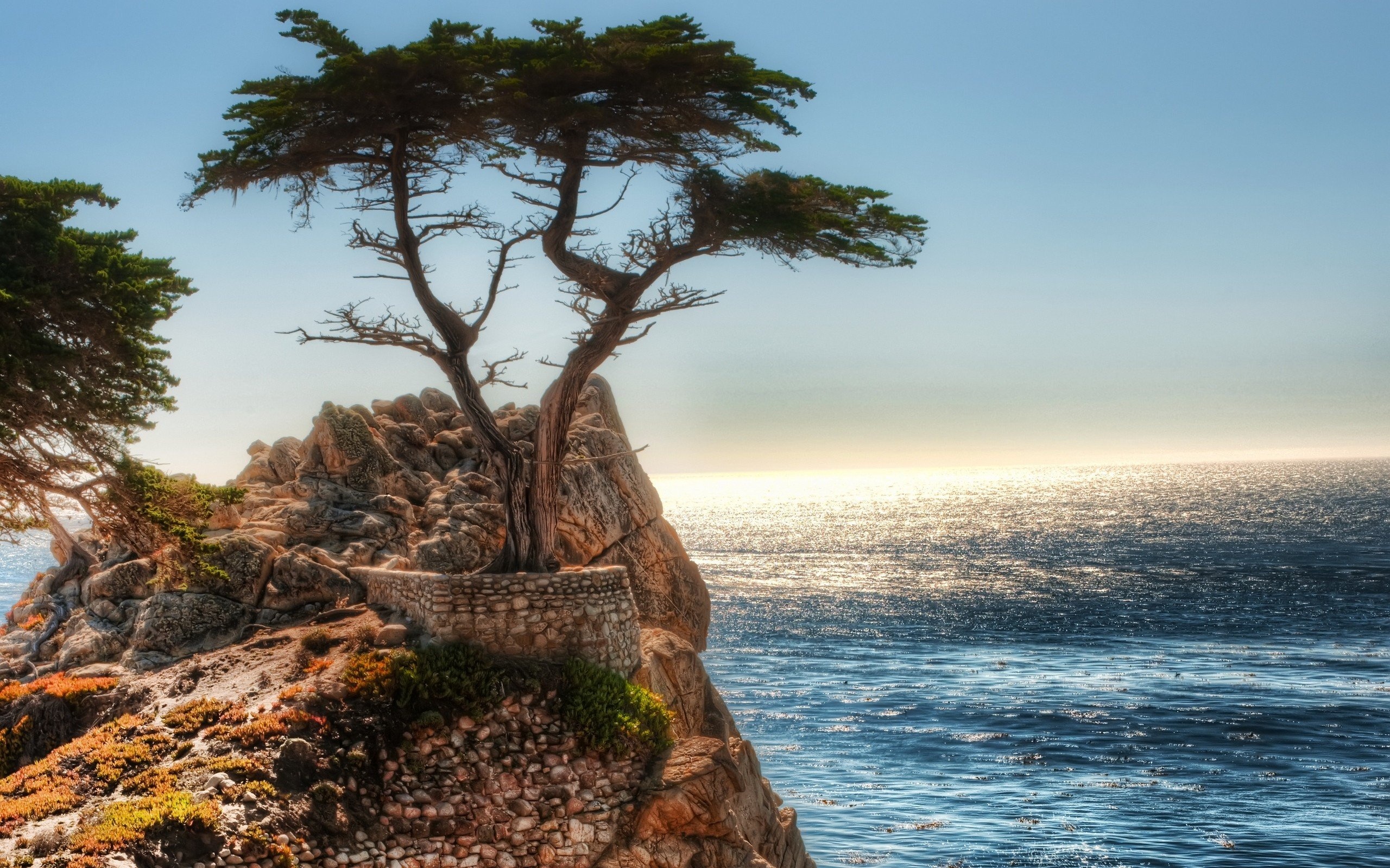 Cypress Tree, Ocean landscapes, Coast trees, Cliffs artwork, 2560x1600 HD Desktop