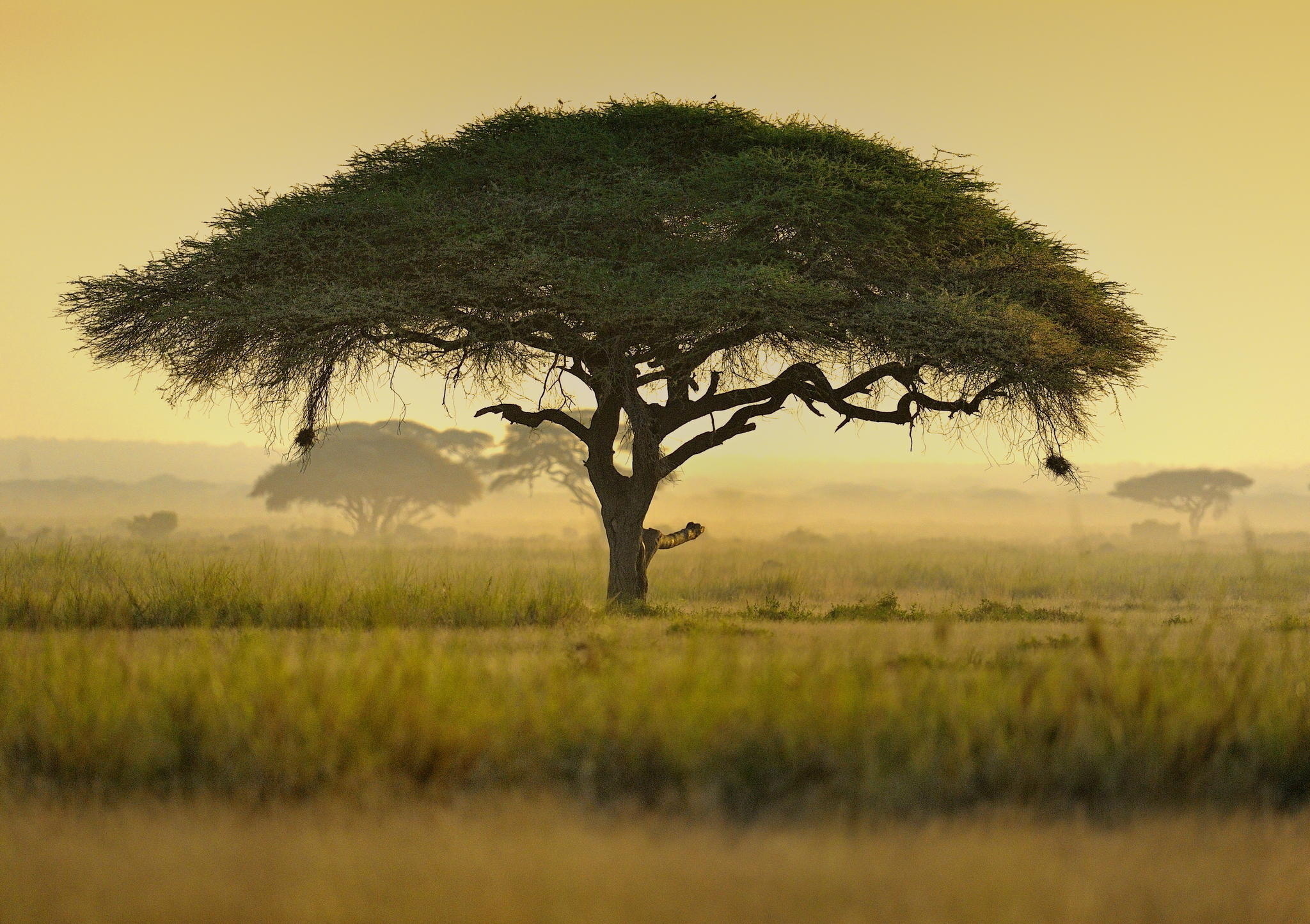 Acacia Tree, Nature's umbrella, Kenya's beauty, Beautiful scenery, 2050x1450 HD Desktop