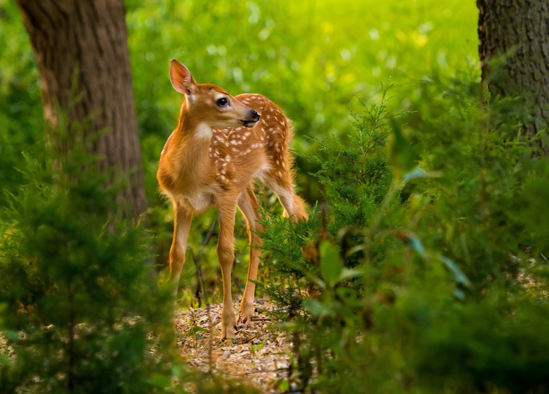 Nature animals deer, HD desktop, Mobile backgrounds, 1920x1380 HD Desktop