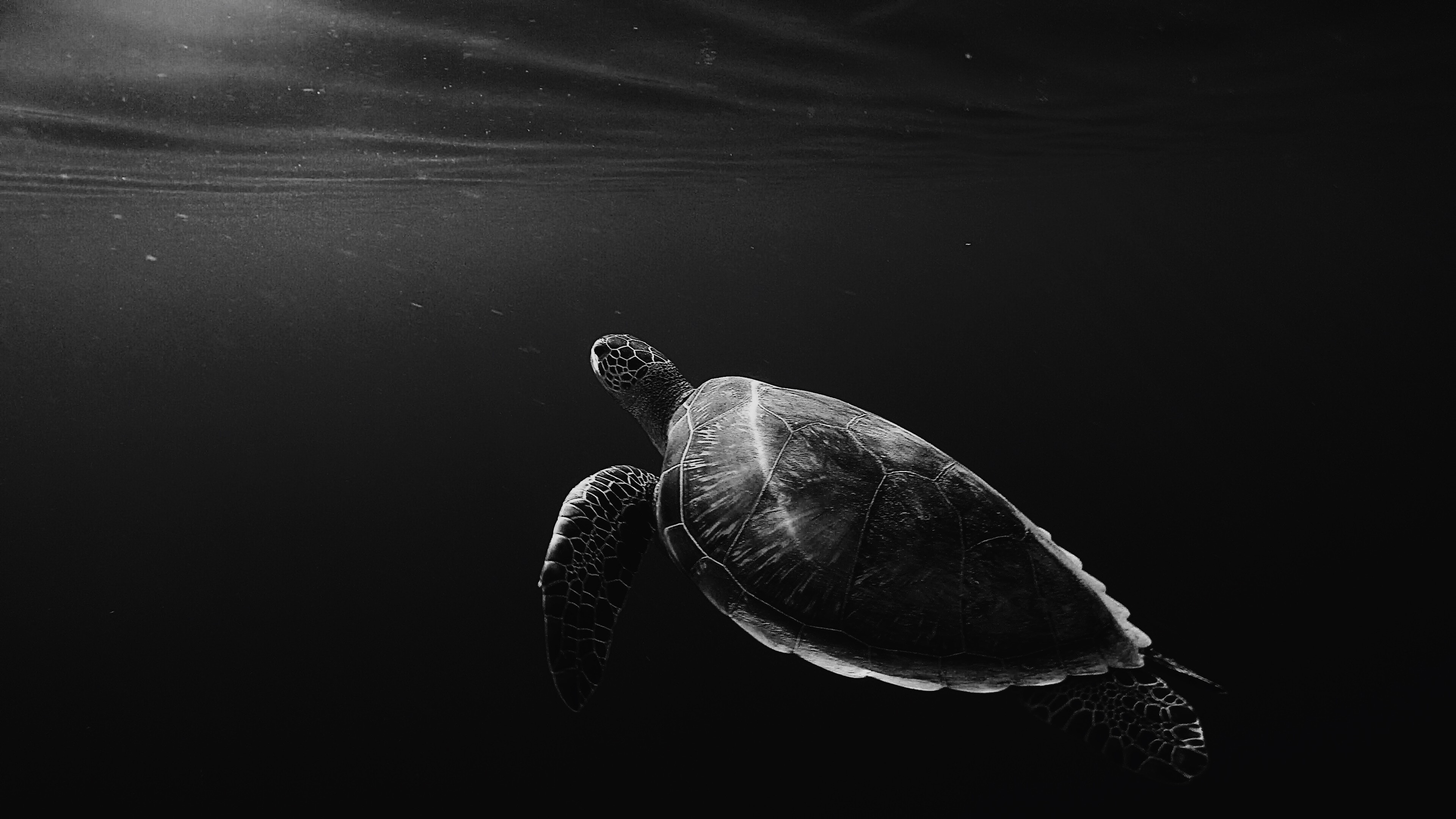 Turtle: Characterized by a special shell developed mainly from their ribs. 3840x2160 4K Background.