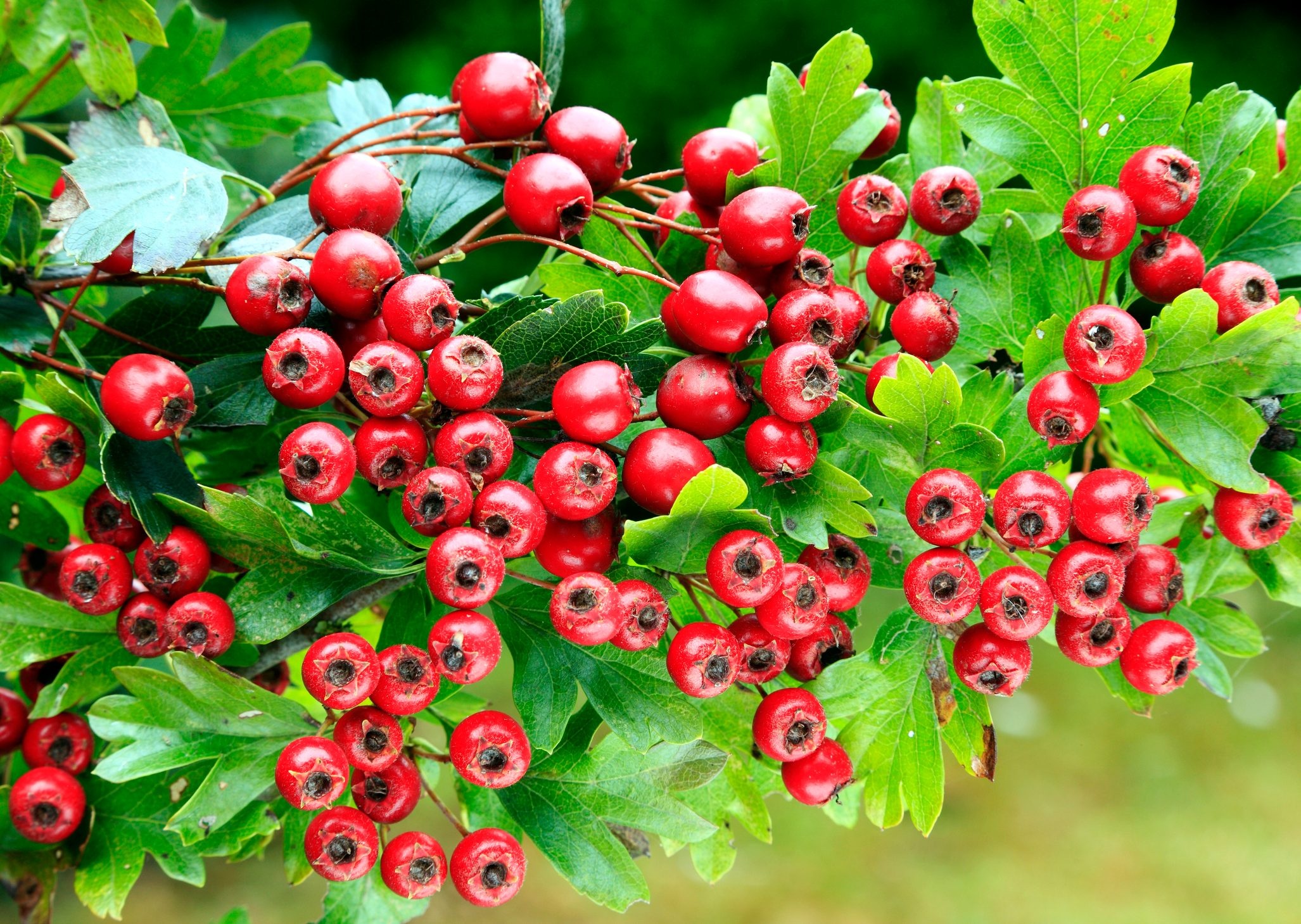 Hawthorn Berry Nature, Make Hawthorn Vinegar, Discover Wildlife, 2060x1460 HD Desktop