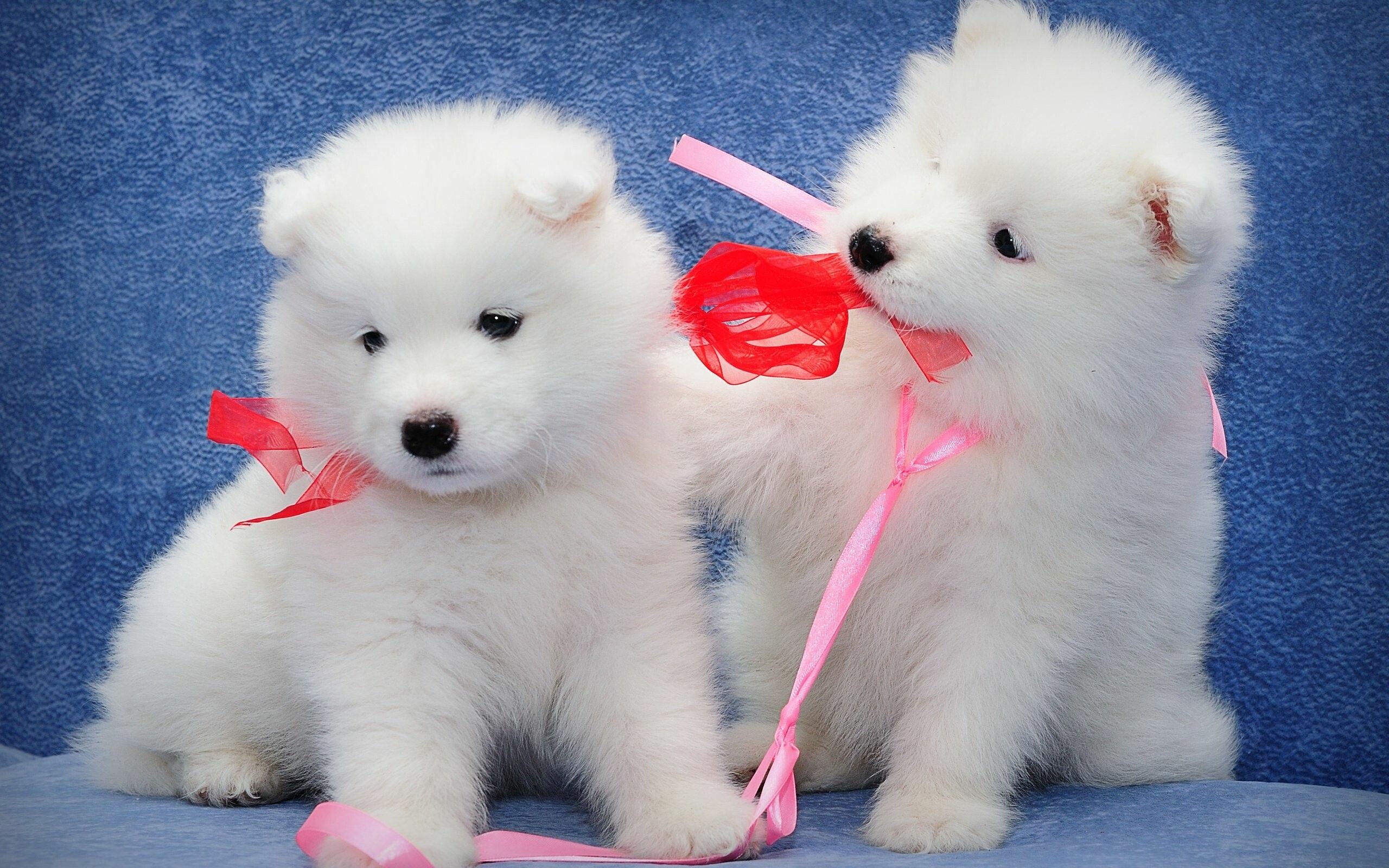 Puppy: Samoyed, Furry juvenile dogs. 2560x1600 HD Wallpaper.