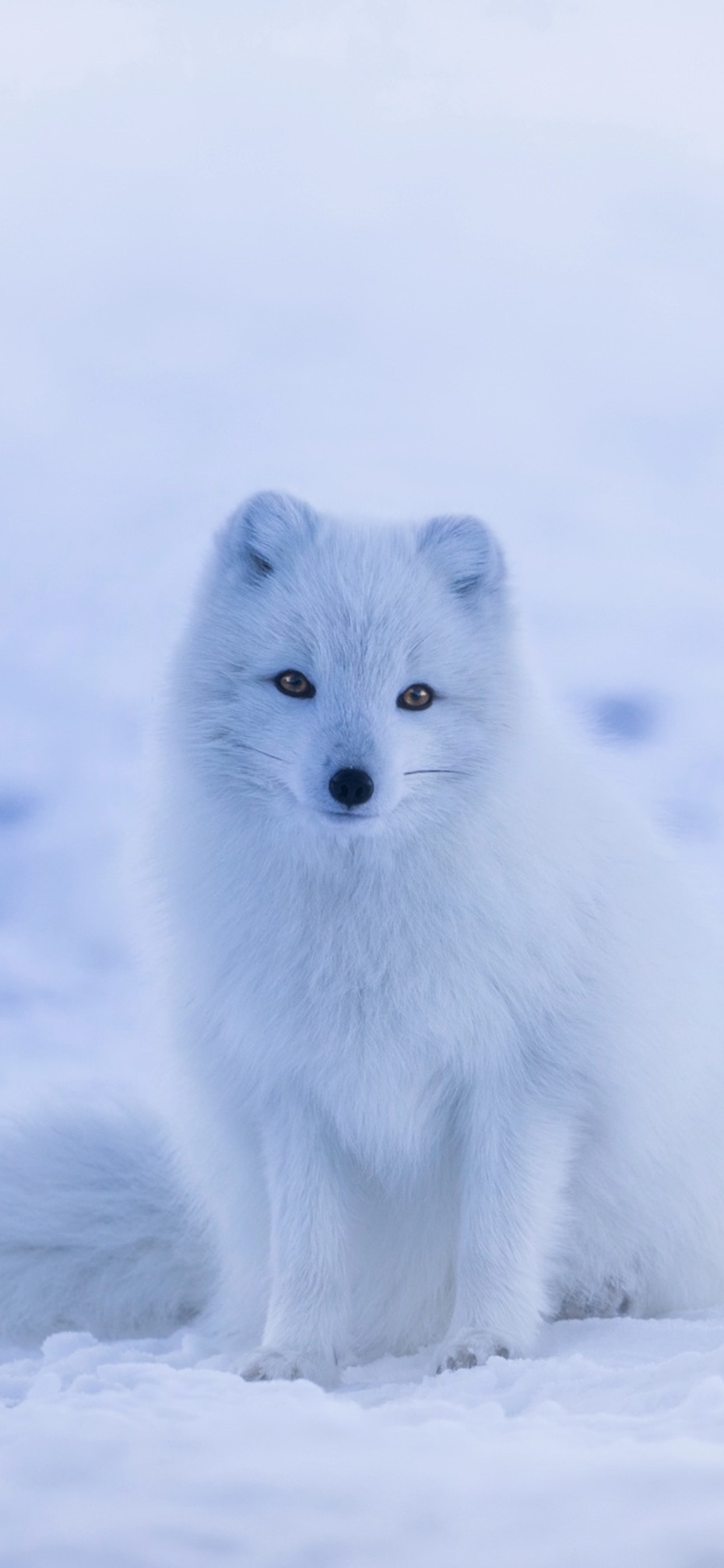 Snowy arctic fox, HD wallpapers, 4K visuals, Stunning imagery, 1250x2690 HD Phone