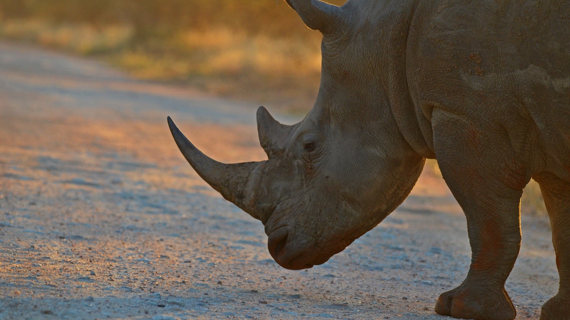 Kruger National Park, White rhino, Early morning sunrise, African wildlife, 1920x1080 Full HD Desktop