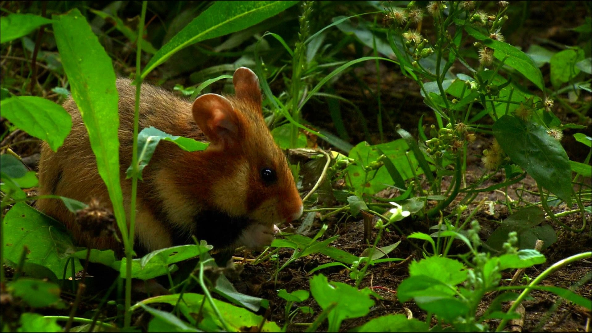 Hamster and mouse wallpapers, Jungle forest, Animal backgrounds, HD, 1920x1080 Full HD Desktop