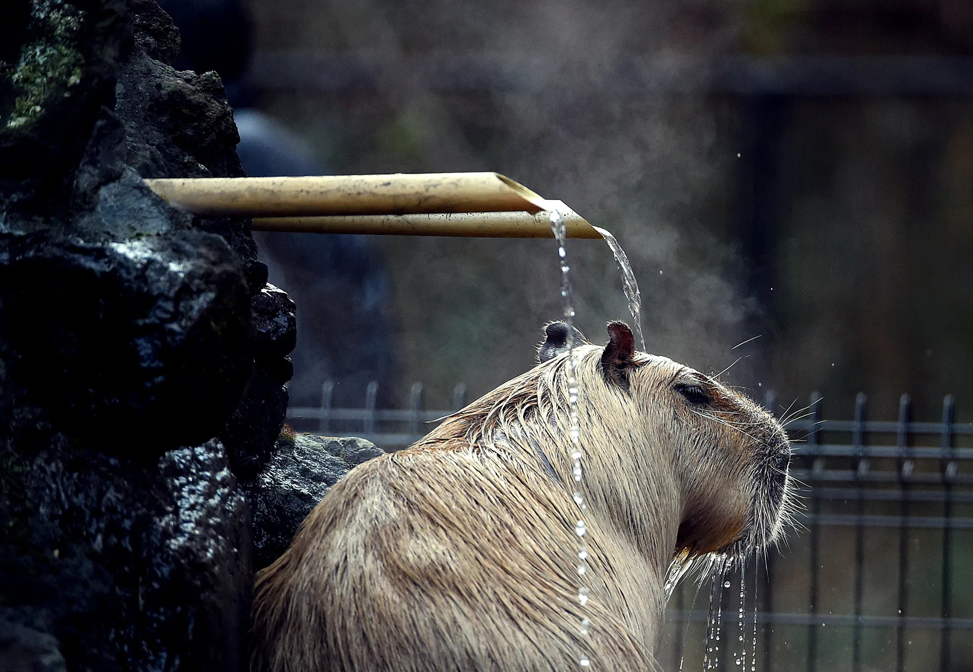 Capybara, Biggest rodent, Chill animals, Wired article, 1960x1350 HD Desktop