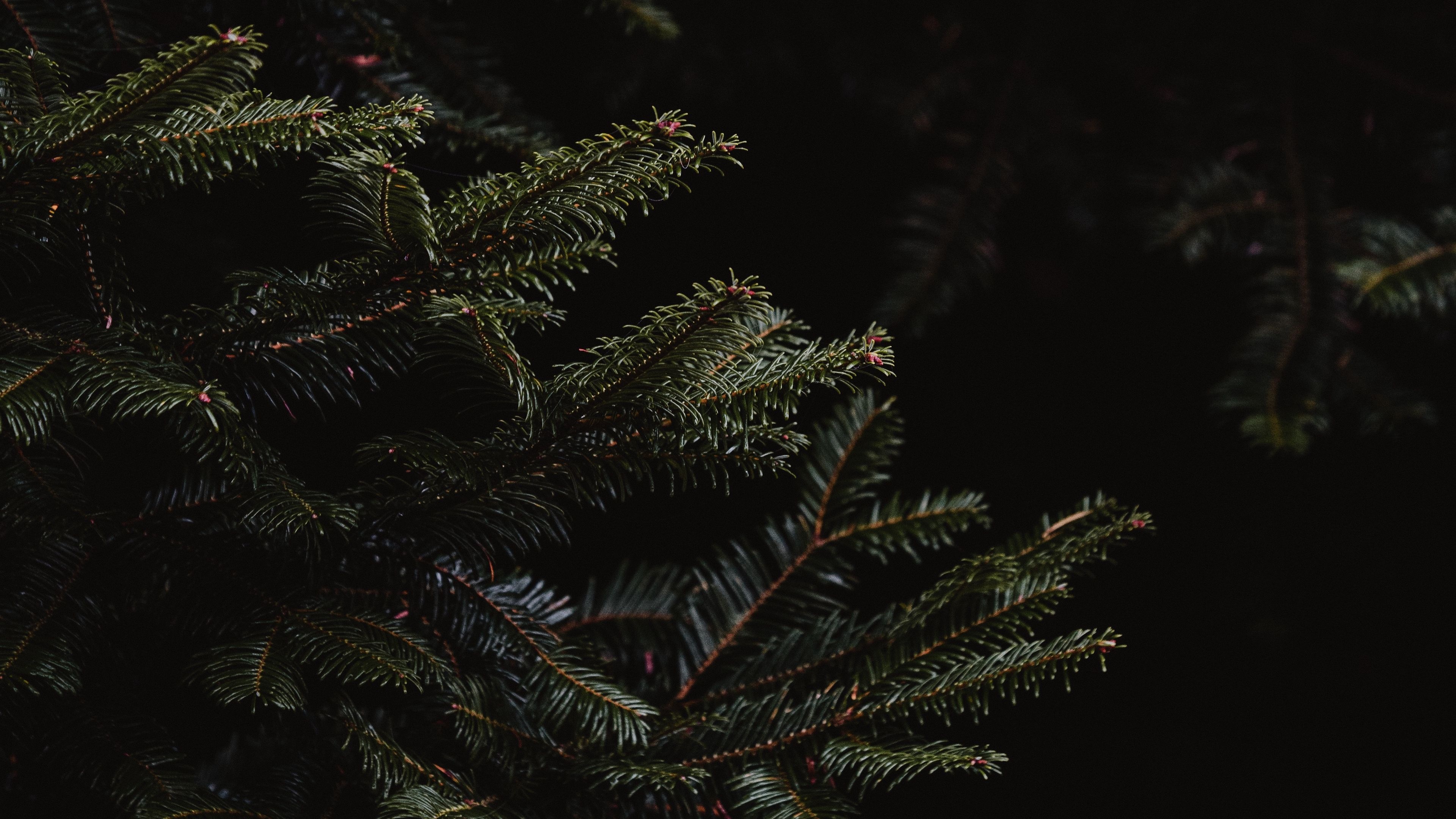 Dark spruce branches, Needle foliage, 4K wallpaper, Mysterious atmosphere, 3840x2160 4K Desktop