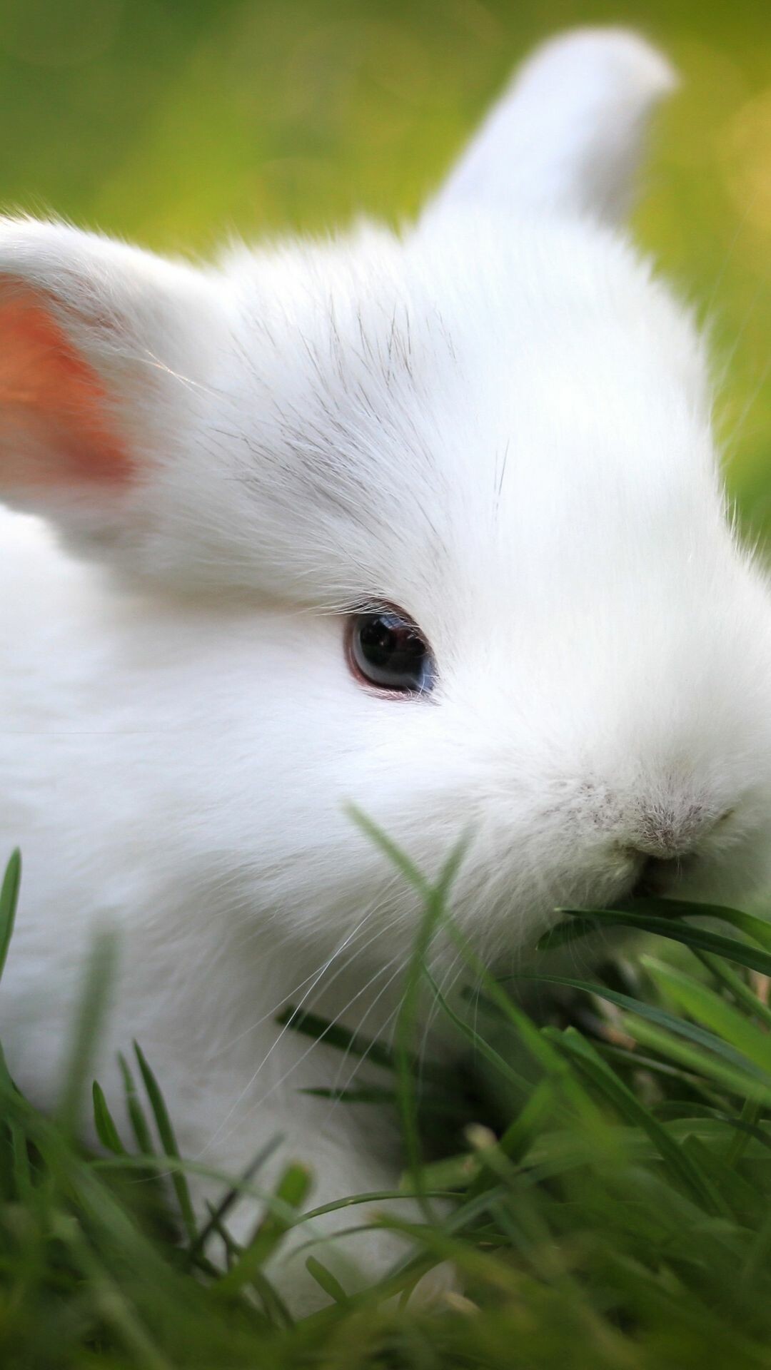 Rabbit: Cute bunny, Lagomorpha. 1080x1920 Full HD Background.