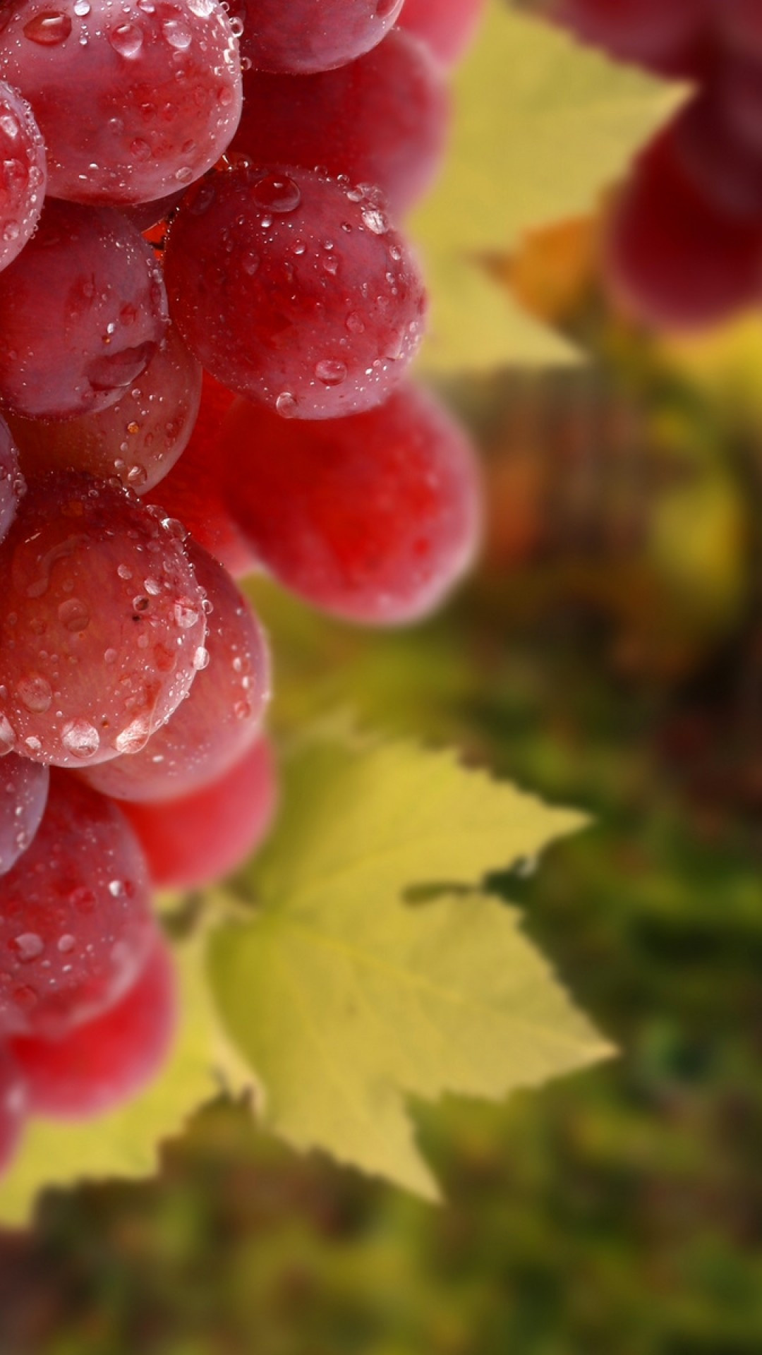 Grapes: Considered to be antioxidant and anti-carcinogenic. 1080x1920 Full HD Wallpaper.