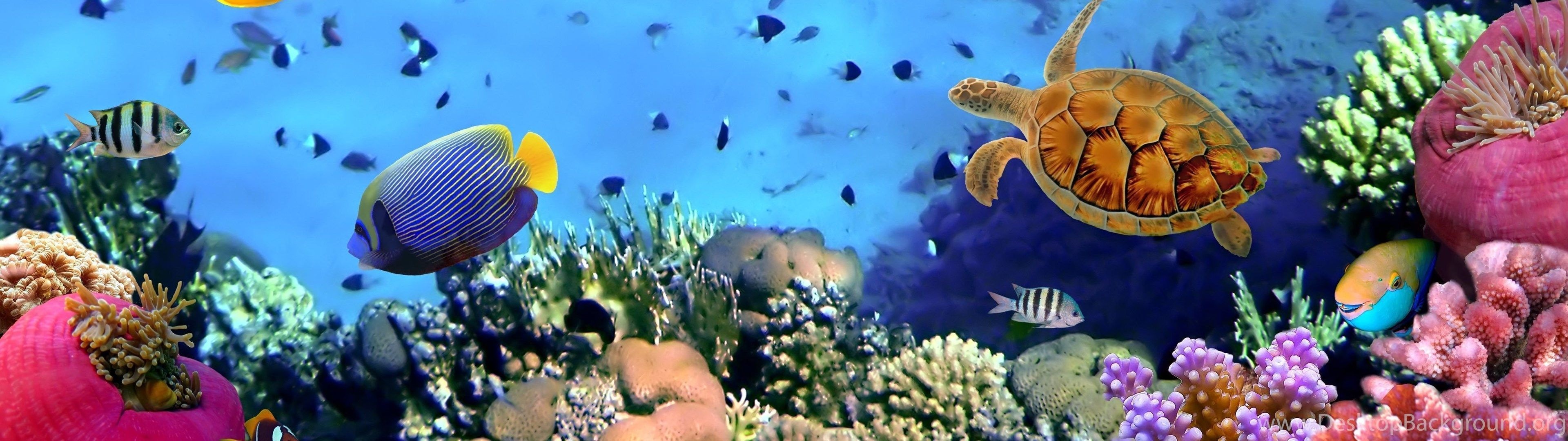 Aquarium HD wallpaper, Dual monitor setup, Stunning underwater scene, High-resolution background, Immersive visual experience, 3840x1080 Dual Screen Desktop