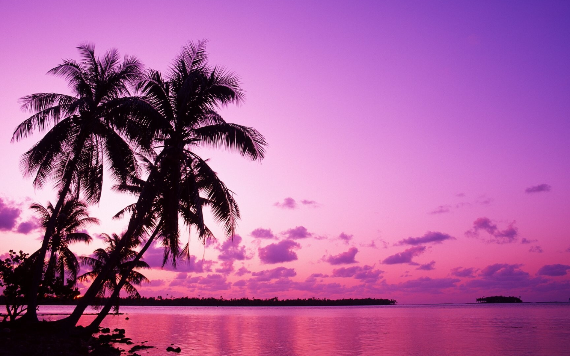 Tahiti: Ultimate tropical vacation, Palm tree, Beach. 1920x1200 HD Background.