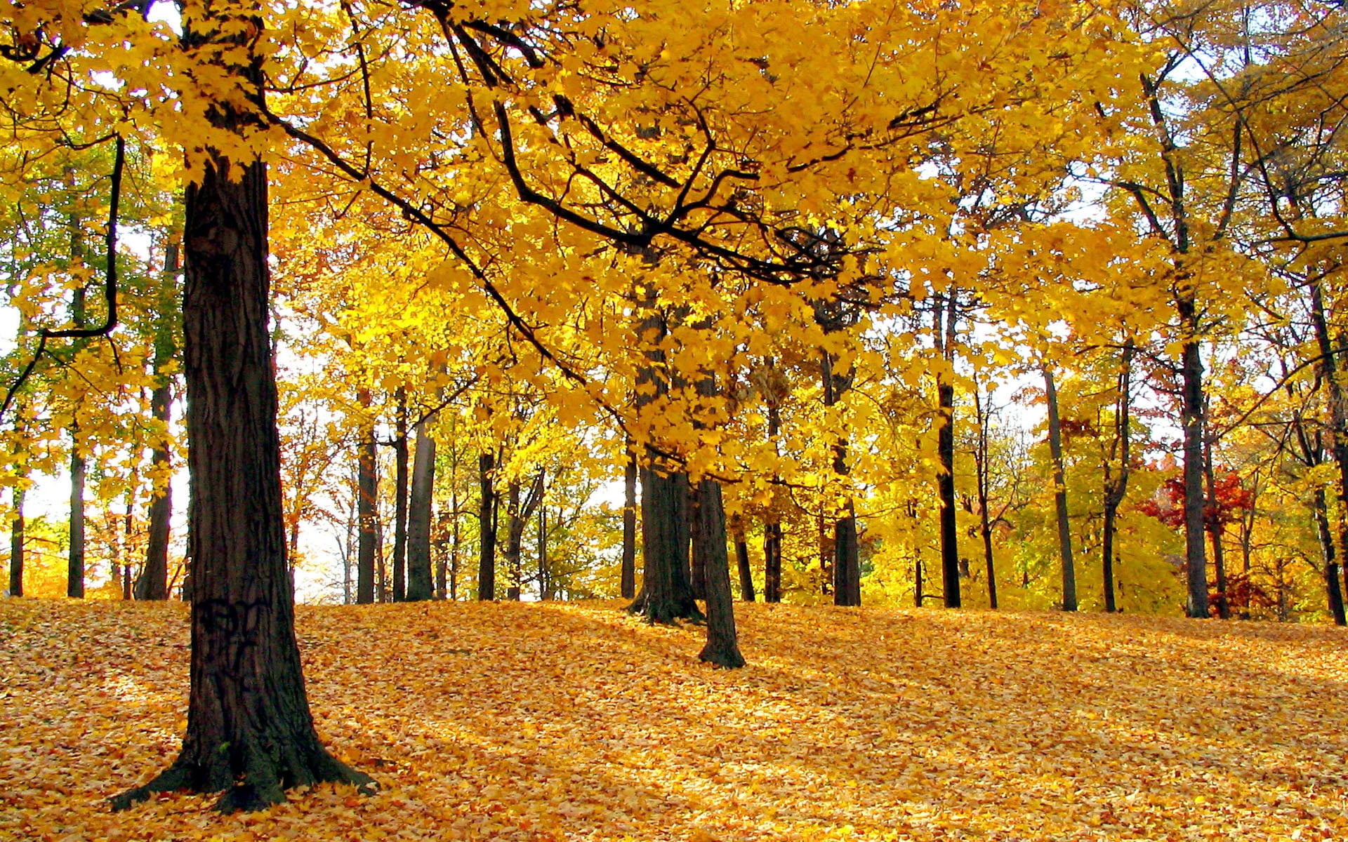 Yellow maple leaf trees, HD wallpaper, Nature, Tree, 1920x1200 HD Desktop