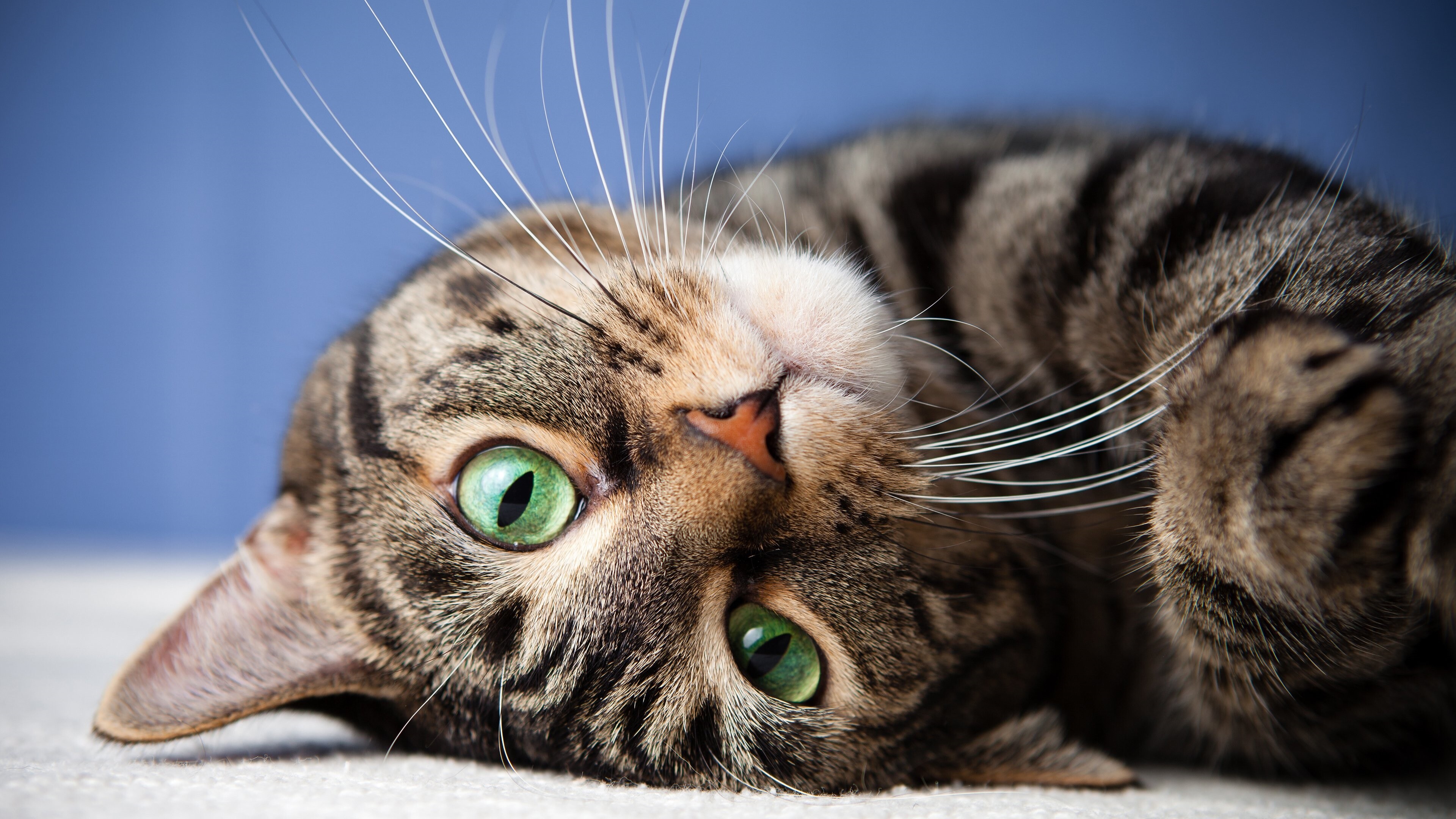 Green-eyed cat, Mesmerizing gaze, Intense stare, Stunning beauty, 3840x2160 4K Desktop