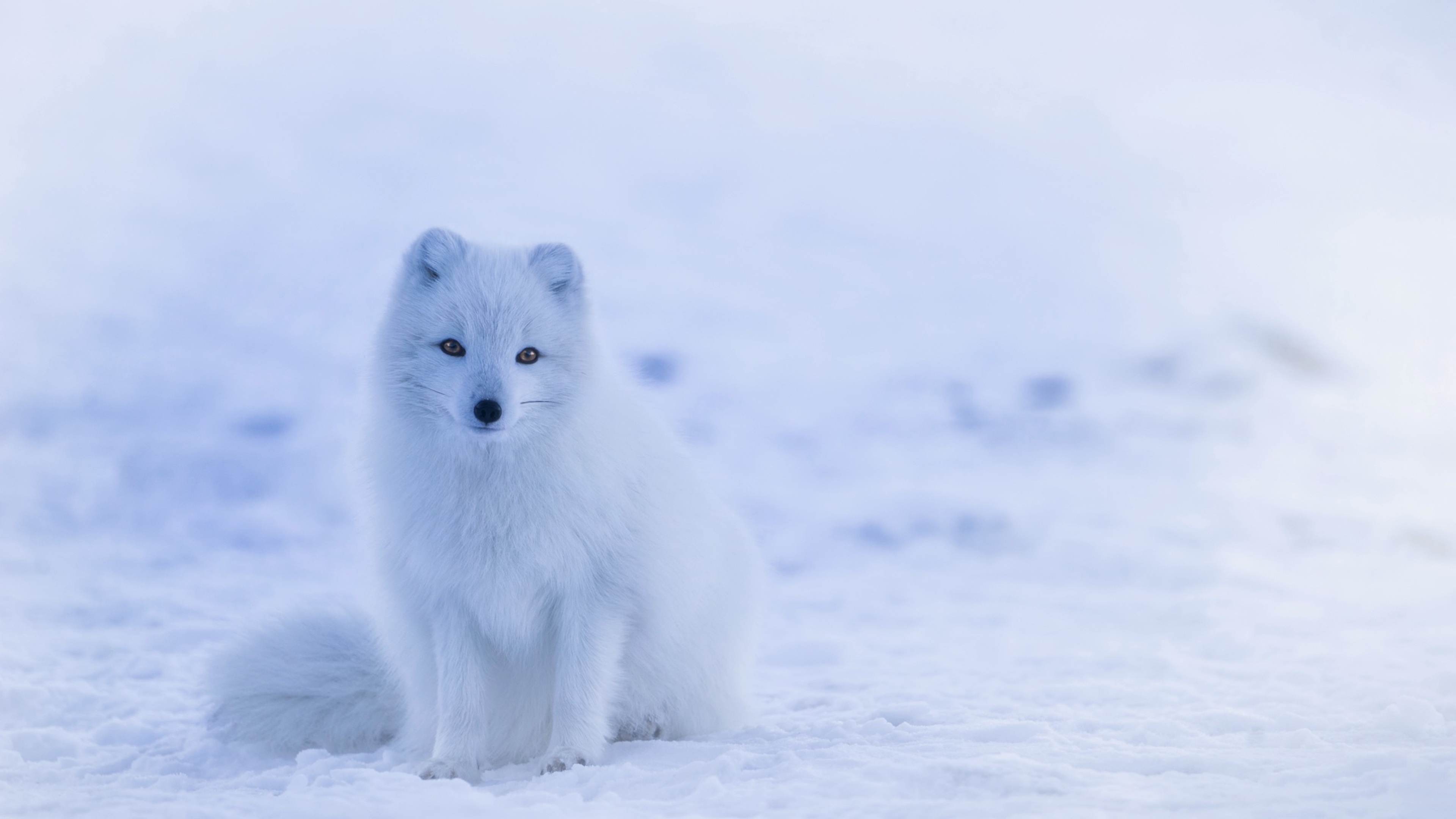 Arctic fox snow, 4K HD, Stunning wallpapers, Picturesque charm, 3840x2160 4K Desktop