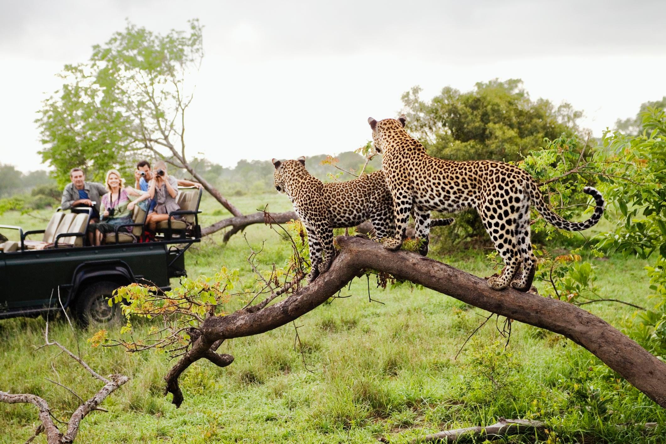 Virtual South African safari, Remote wildlife viewing, Kruger at your fingertips, Safari from home, 2130x1420 HD Desktop
