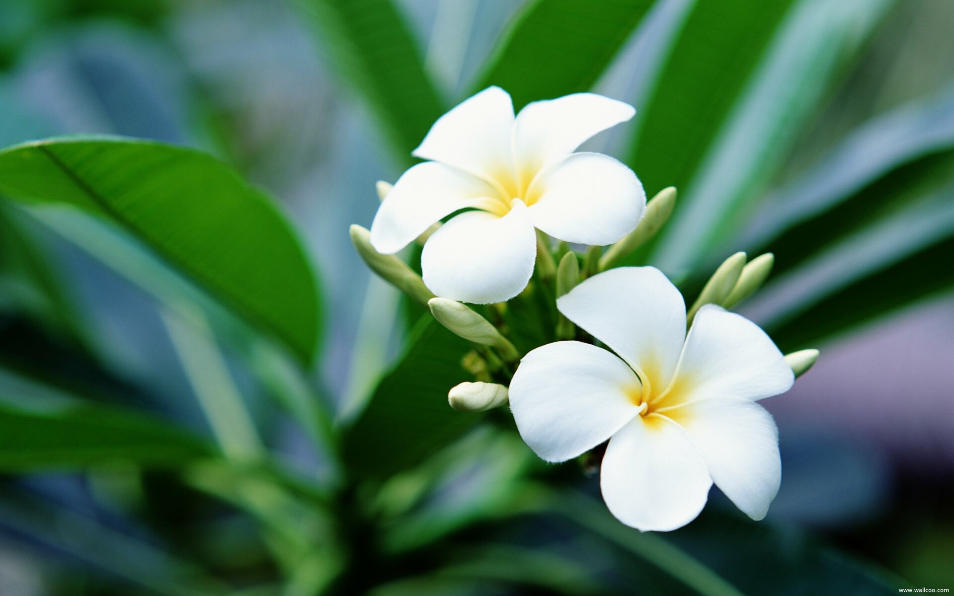 Frangipani Flower: P. alba is the national flower of Nicaragua, where it is a native plant known as sacuanjoche. 1920x1200 HD Wallpaper.