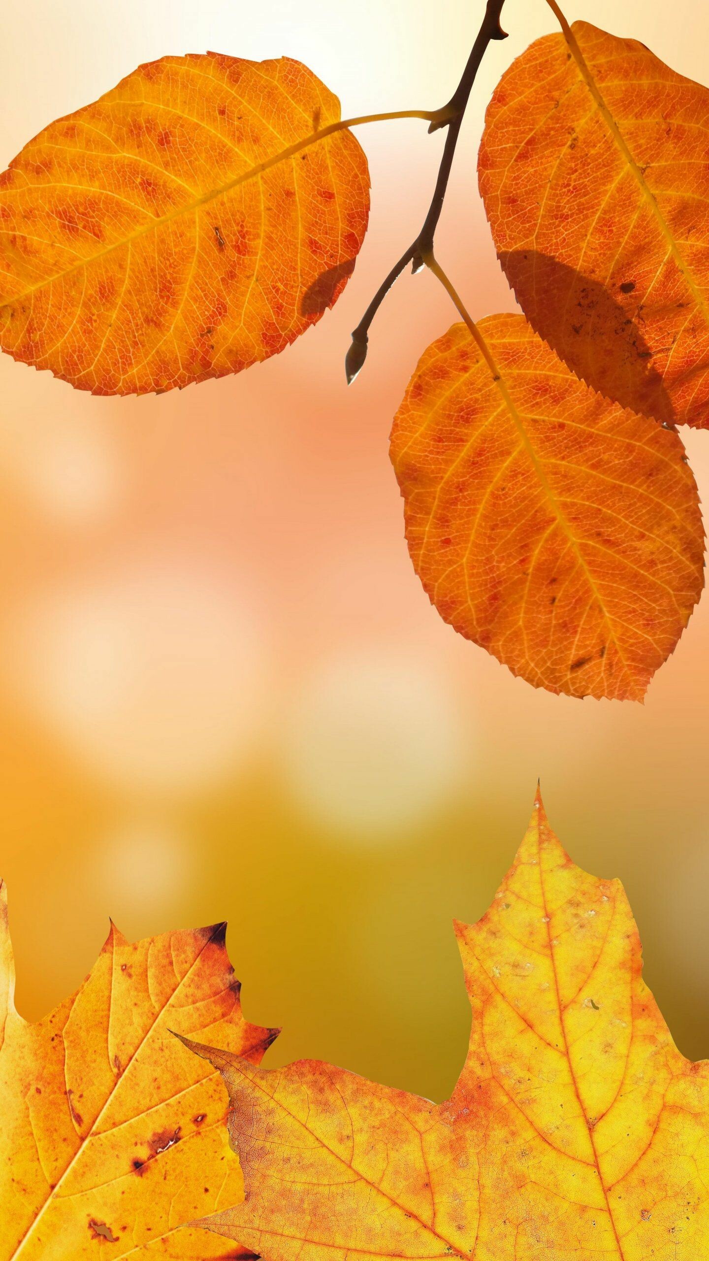 Autumn: The veins of brightly colored maple leaves, Fall beauty. 1440x2560 HD Background.