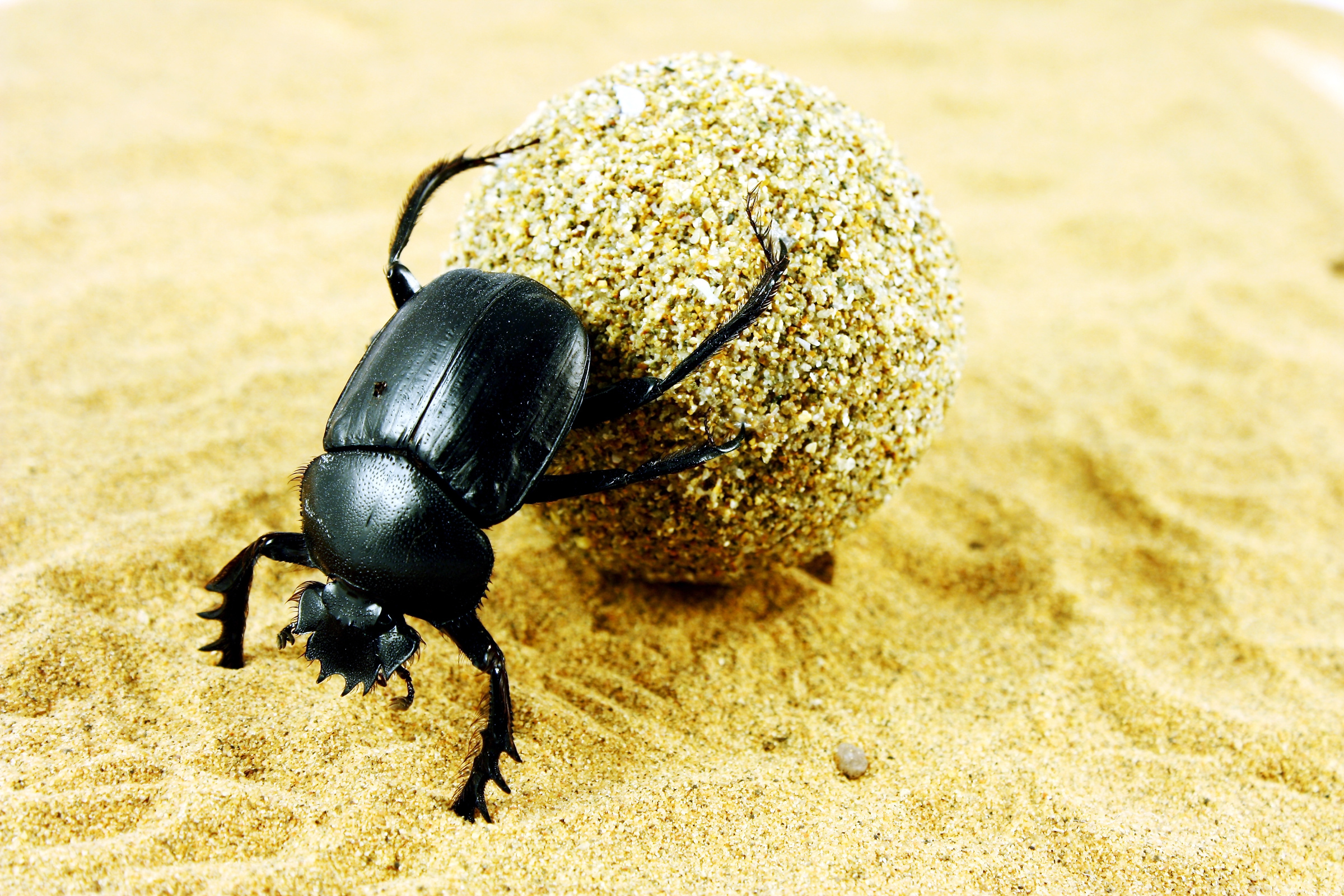 Beetle, Dung beetle wallpapers, Animal, HQ, 2400x1600 HD Desktop