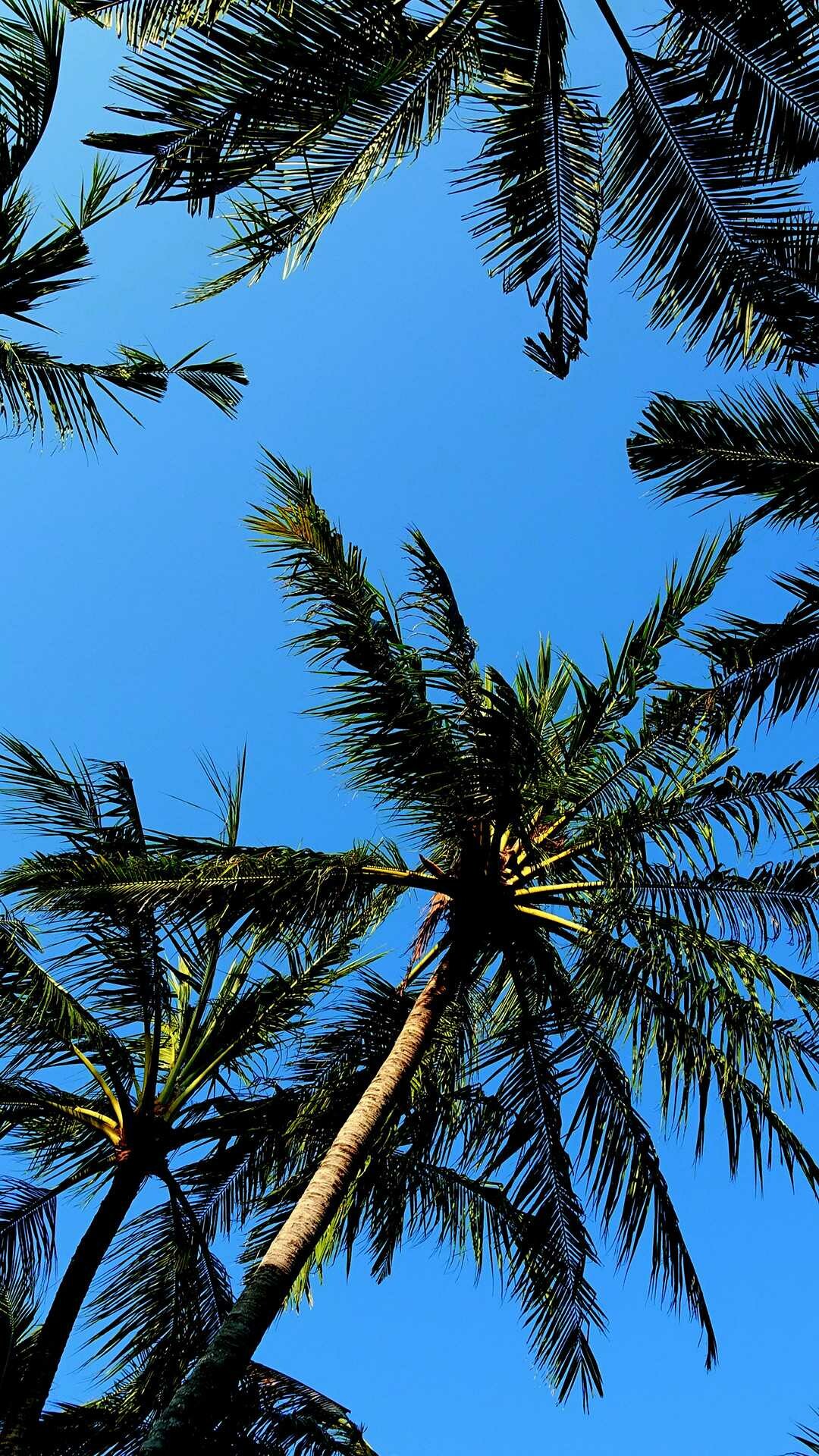 Palm Tree: Trees closely identified with tropical locations and warm-weather spots. 1080x1920 Full HD Wallpaper.