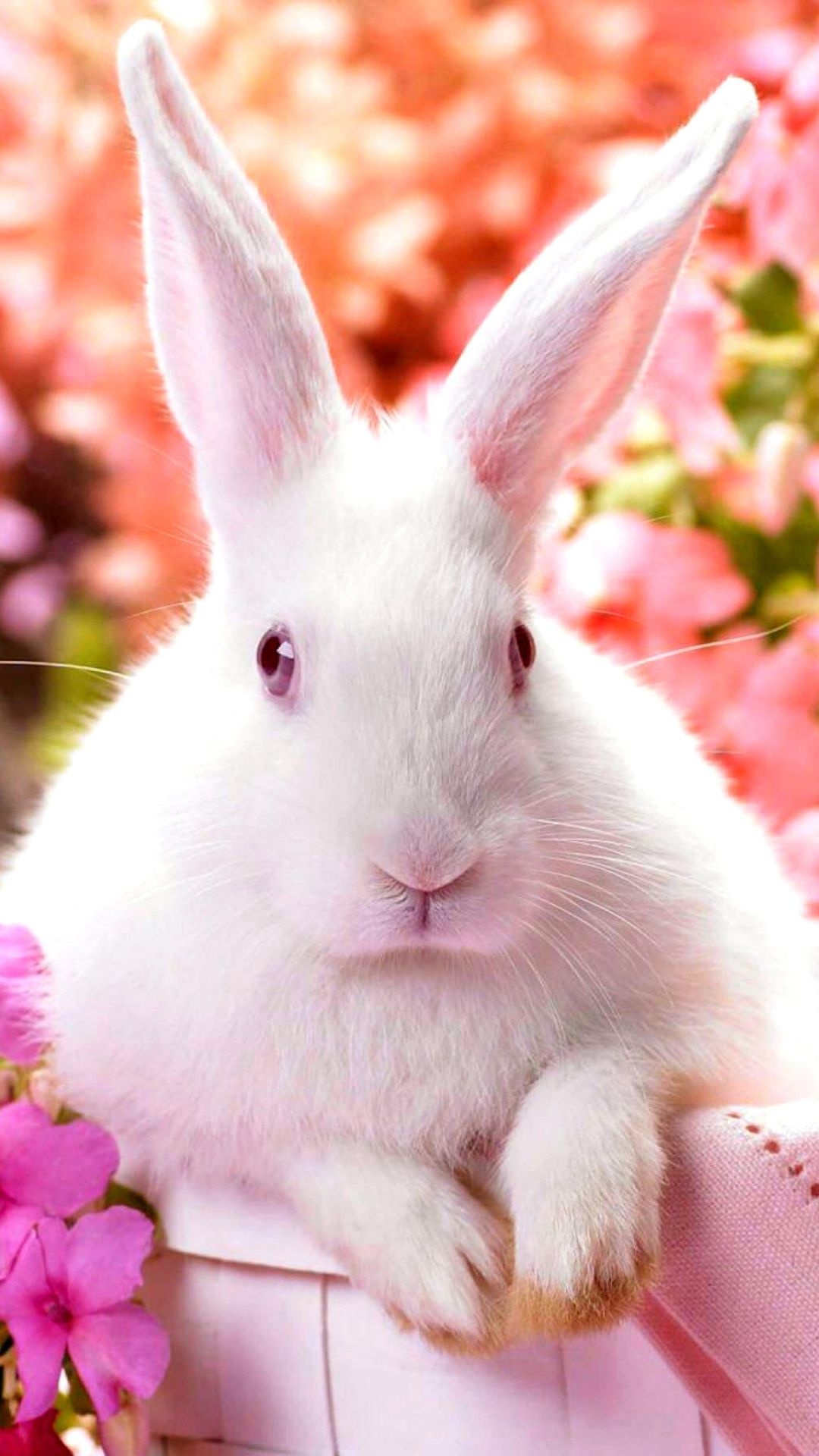 Bunny: White bun, A house companion. 1080x1920 Full HD Background.
