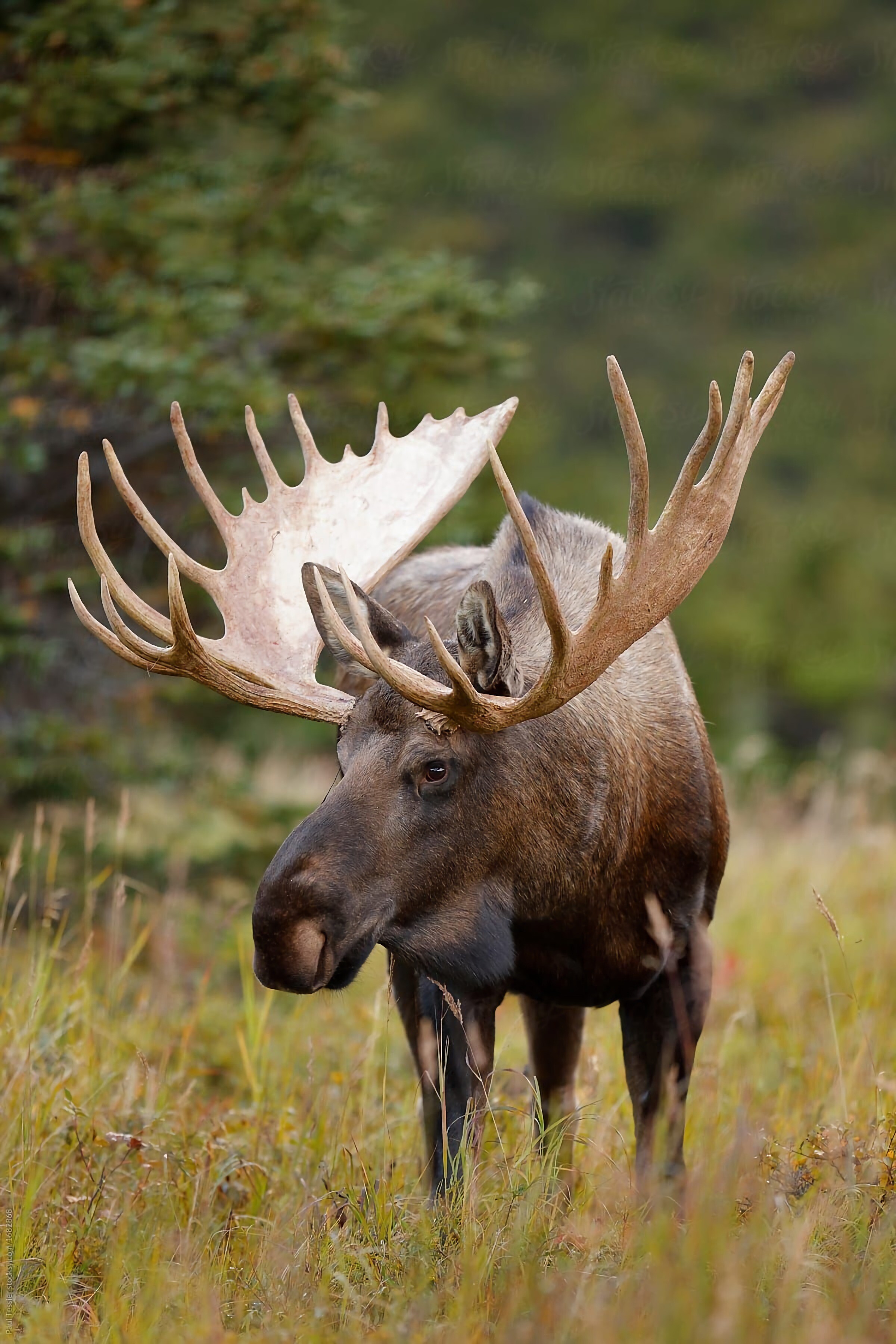Elk (Animals), Autumn spectacle, Vibrant foliage, Wildlife sanctuary, 2400x3600 4K Handy