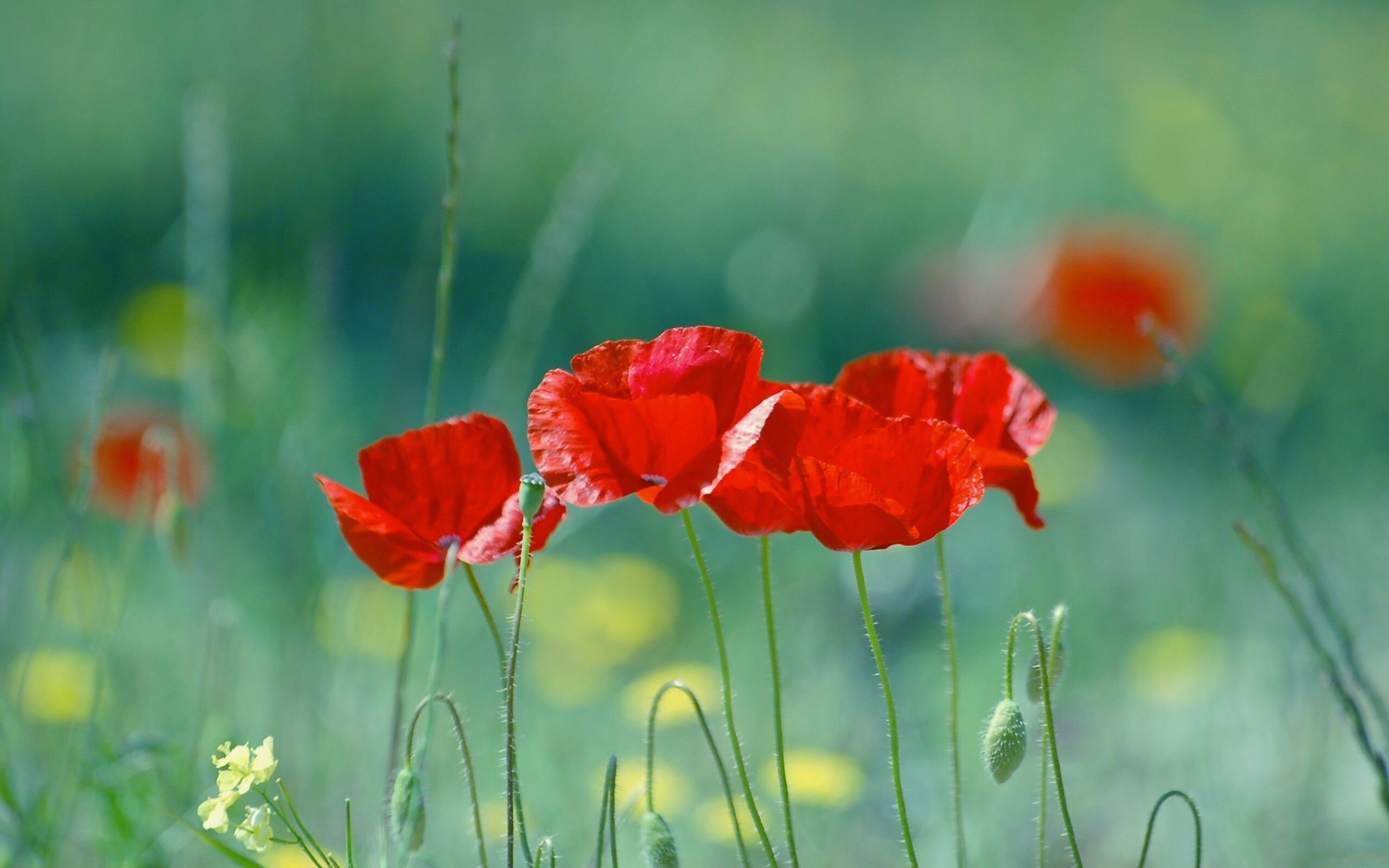 Poppy Flower: The buds are often nodding and are borne on solitary stalks. 2560x1600 HD Wallpaper.