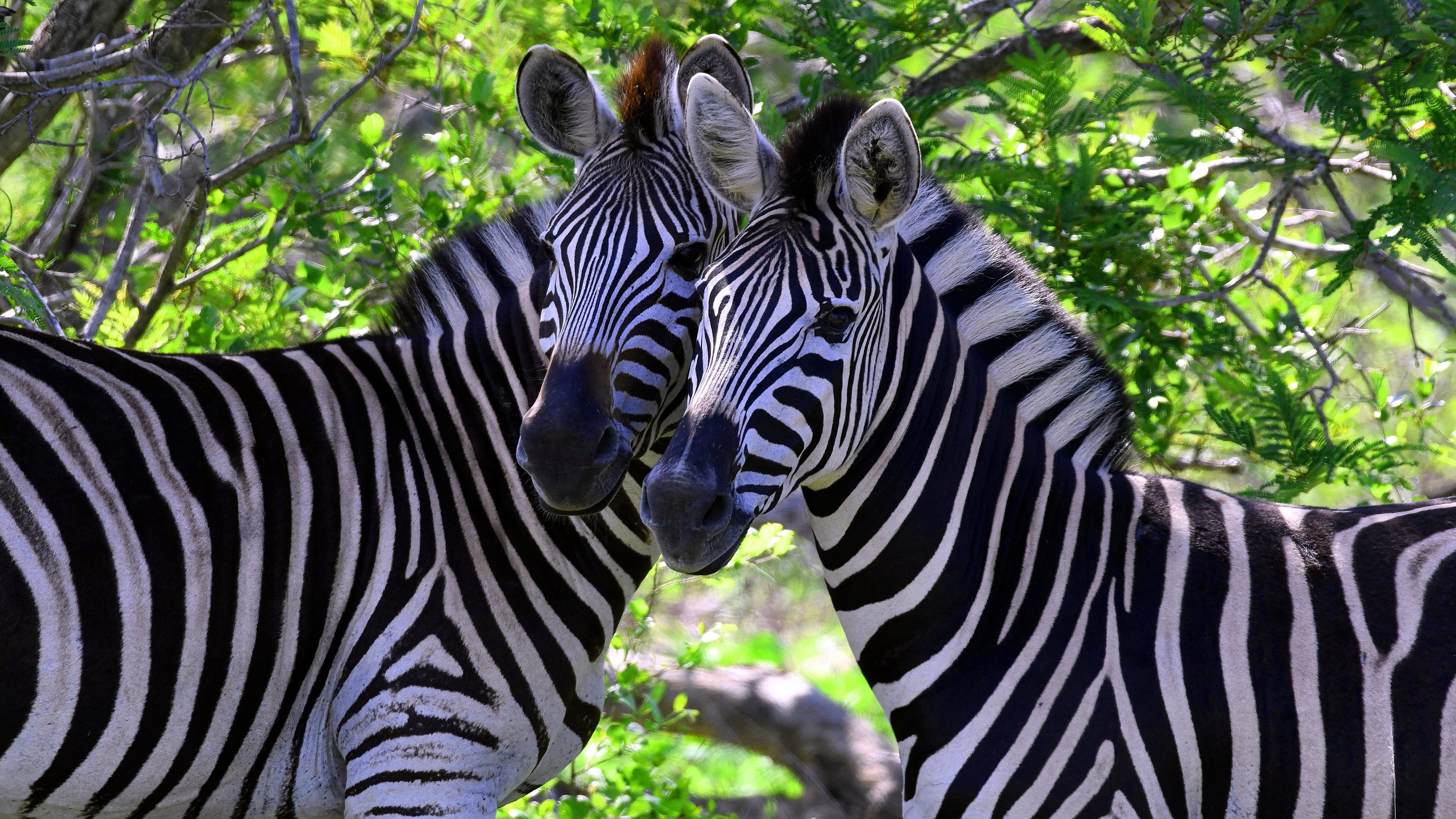 Zebra wallpaper, Wildlife beauty, African savannah, Striking pattern, 3840x2160 4K Desktop