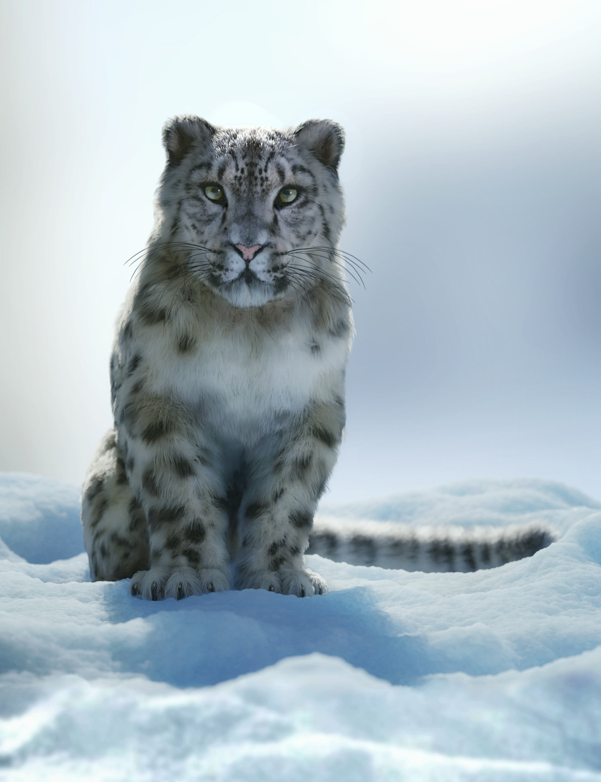 Snow Leopard, Felidae, Am, 2000x2600 HD Handy