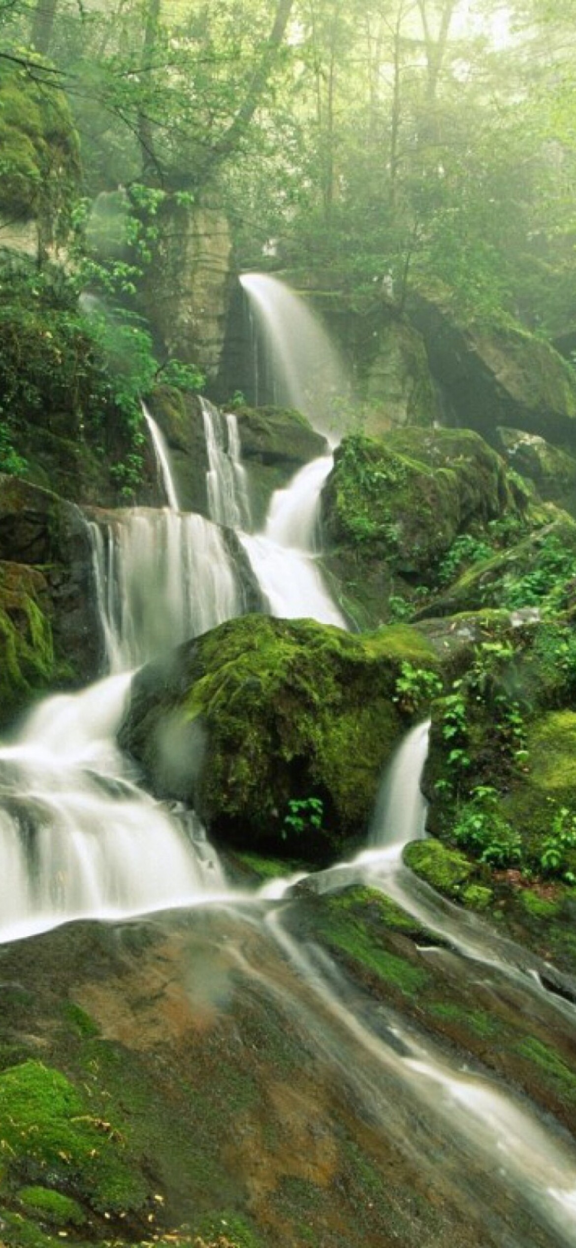 Waterfall: Tropical forest, Cliff Branch Falls, Ecoregion. 1170x2540 HD Background.