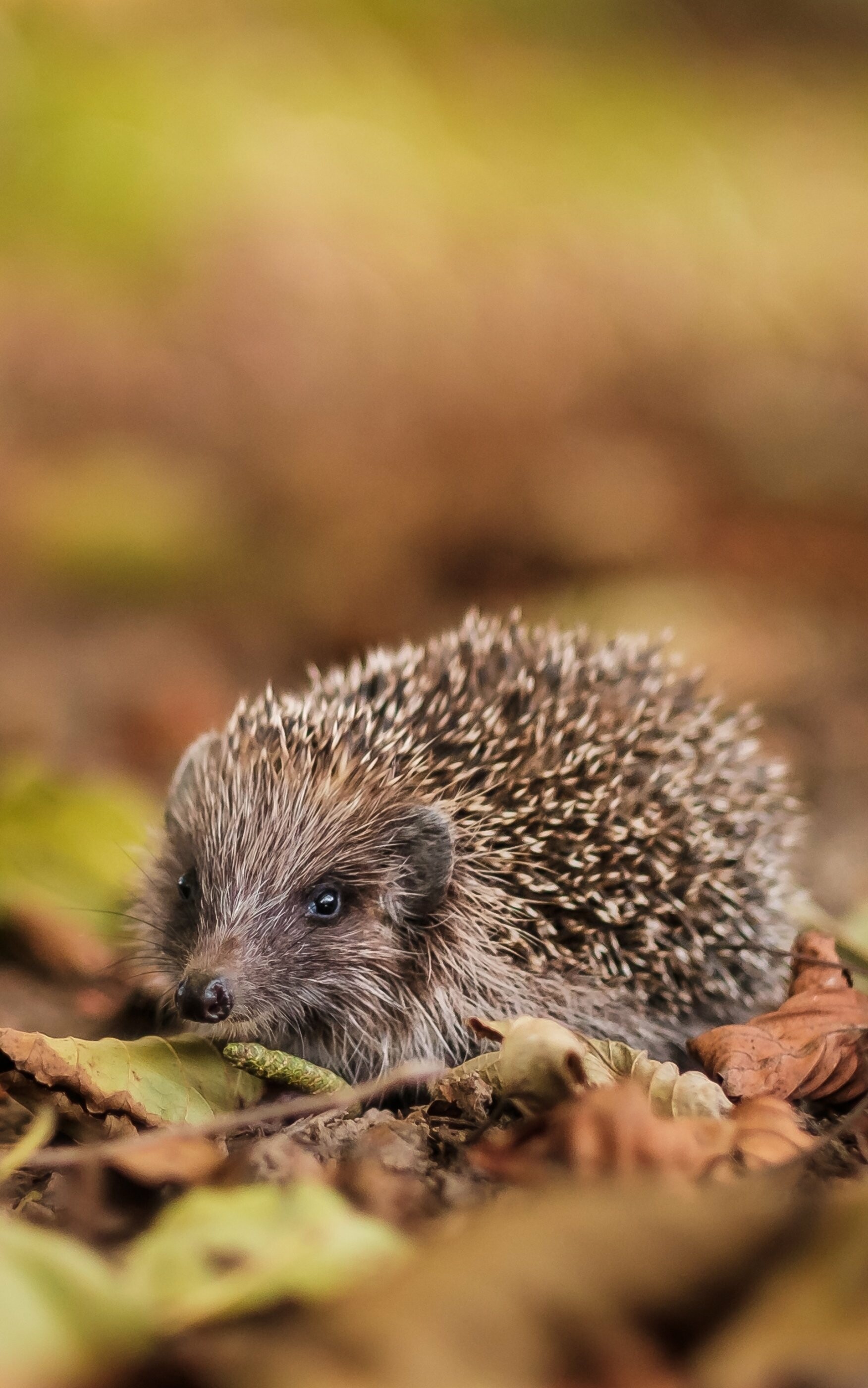 Hedgehog: Animal, There are no species native to Australia, Erinaceidae. 1760x2800 HD Background.
