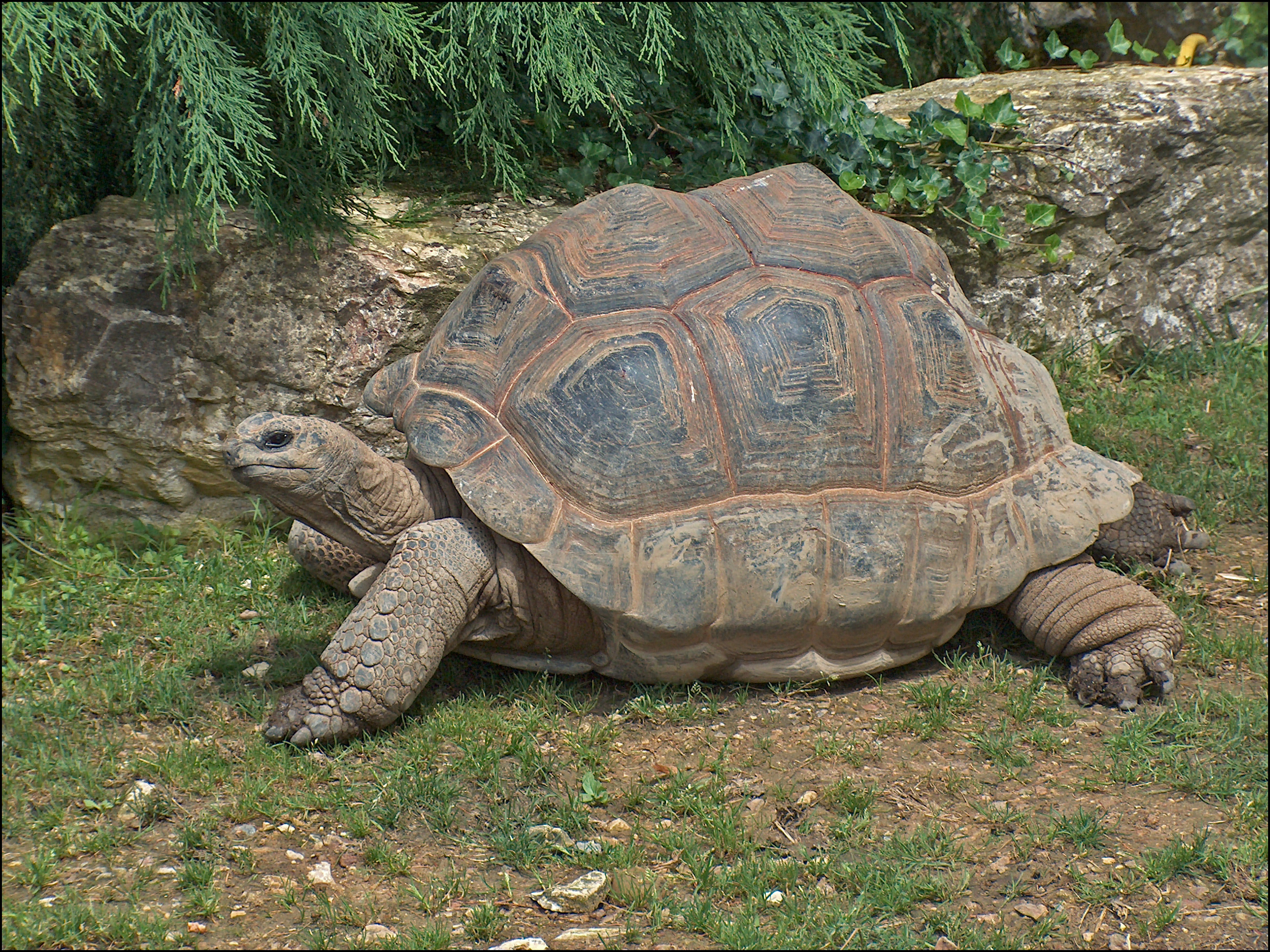 Aldabra Giant Tortoise, Wikimedia Commons, Free images, Online resource, 2620x1960 HD Desktop