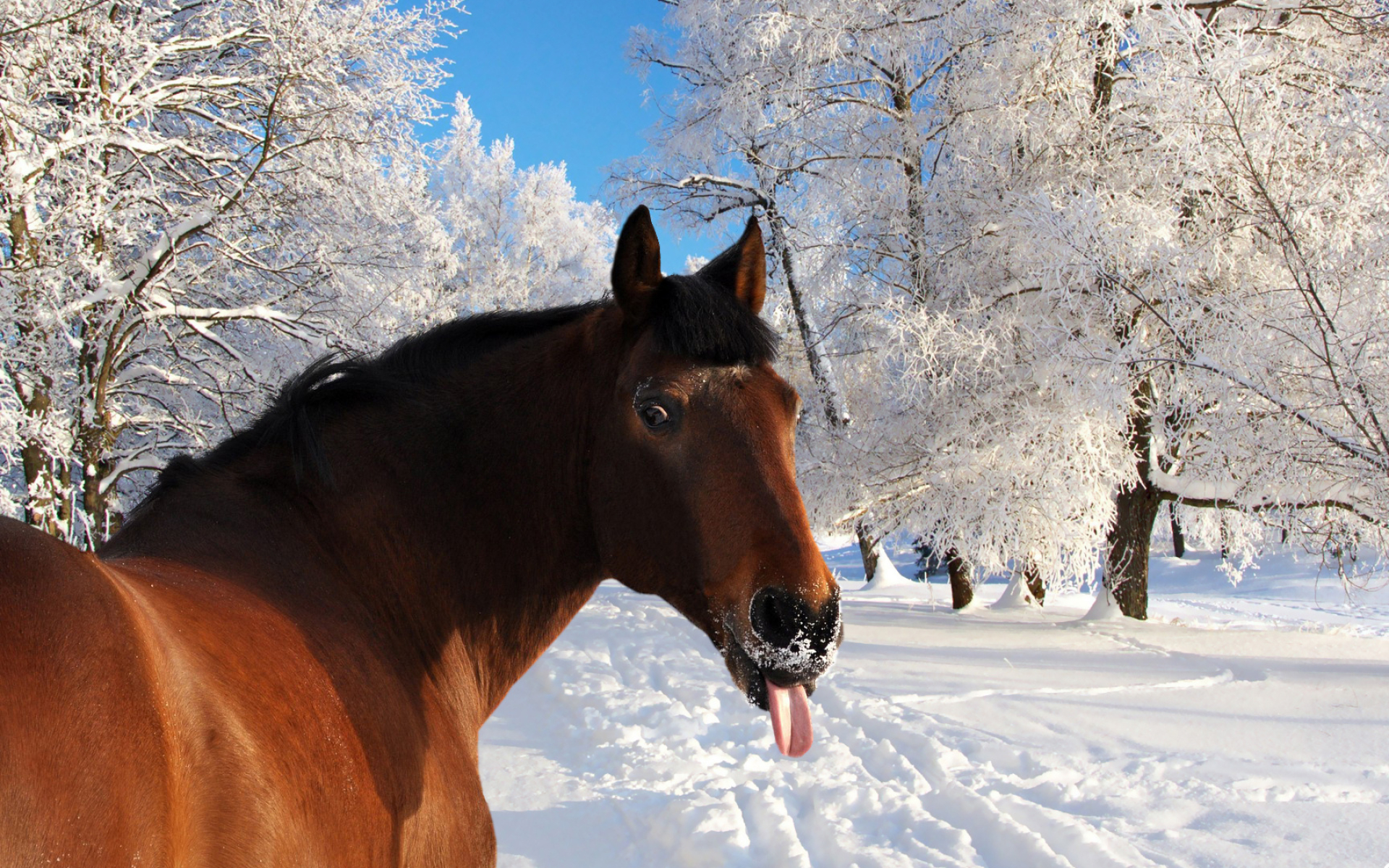 Horses in the snow, Quotes about horses, Snowy beauty, Majestic creatures, 1920x1200 HD Desktop