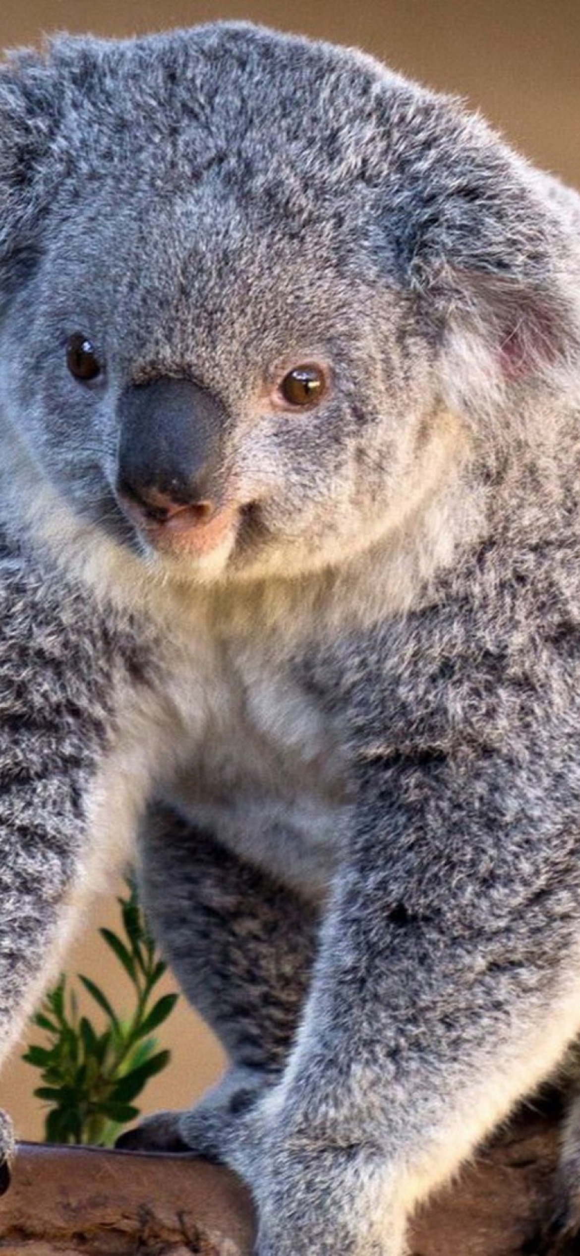 Koala bear, Koala wallpaper, iPhone 11, Bear, 1170x2540 HD Handy