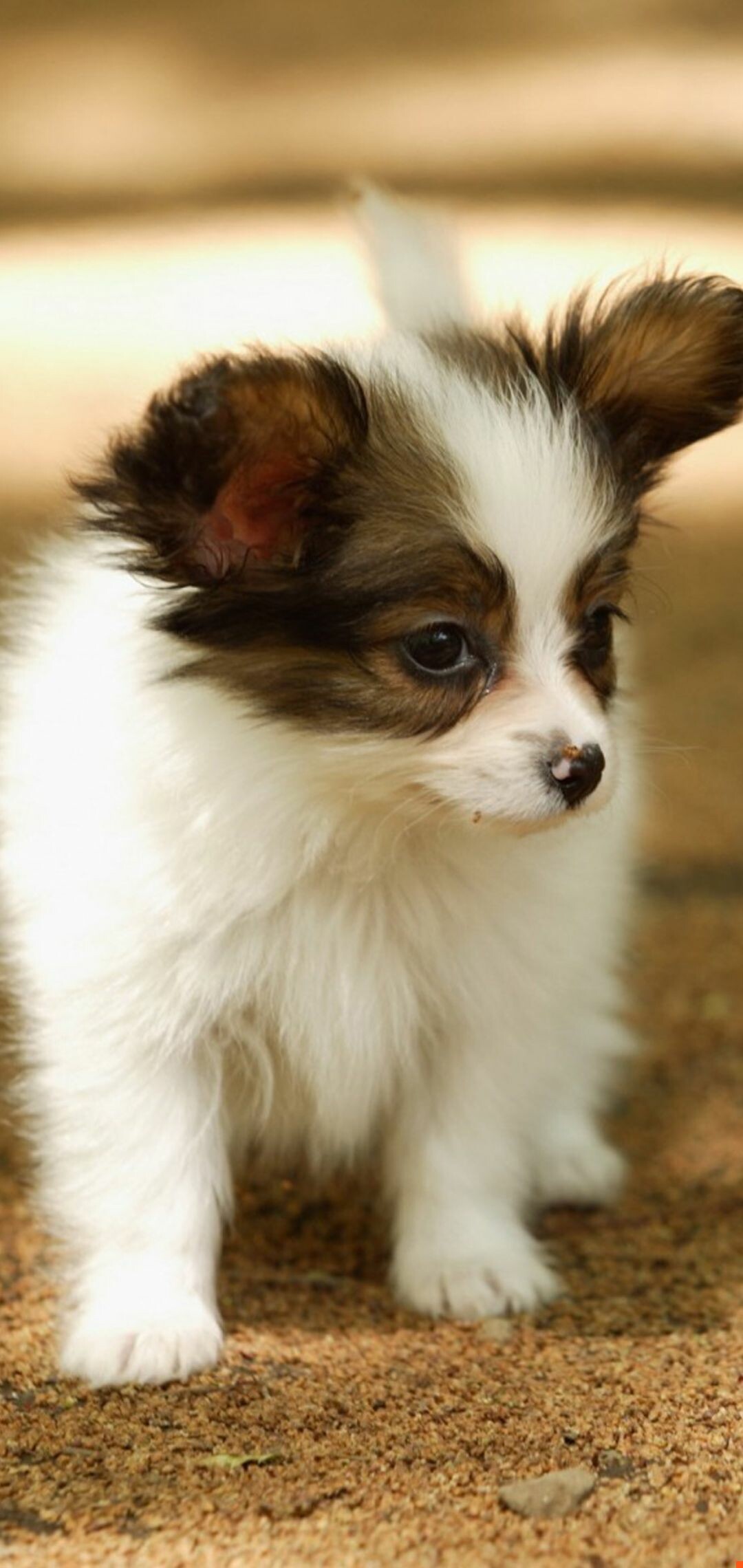 Papillon Dog: The breed is still officially referred to as the Epagneul Nain in non-English-speaking countries. 1080x2280 HD Wallpaper.