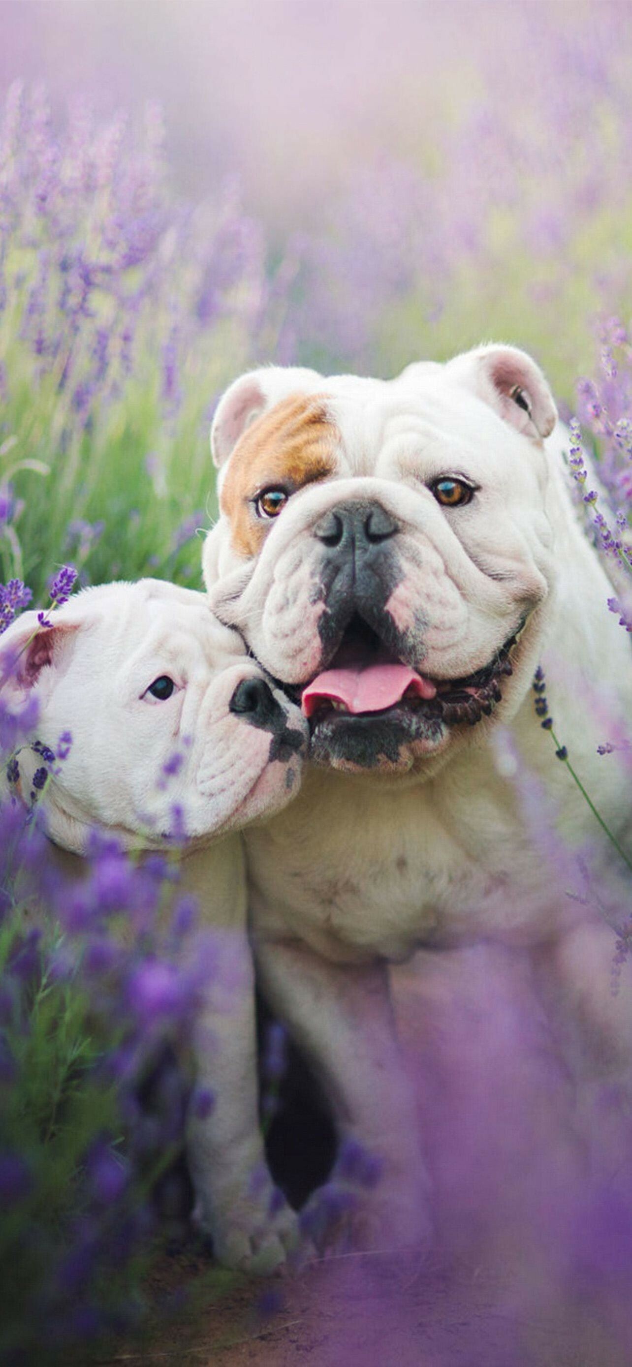 Bulldog: English breed, The average lifespan for a breed is about 8 to 10 years. 1290x2780 HD Background.