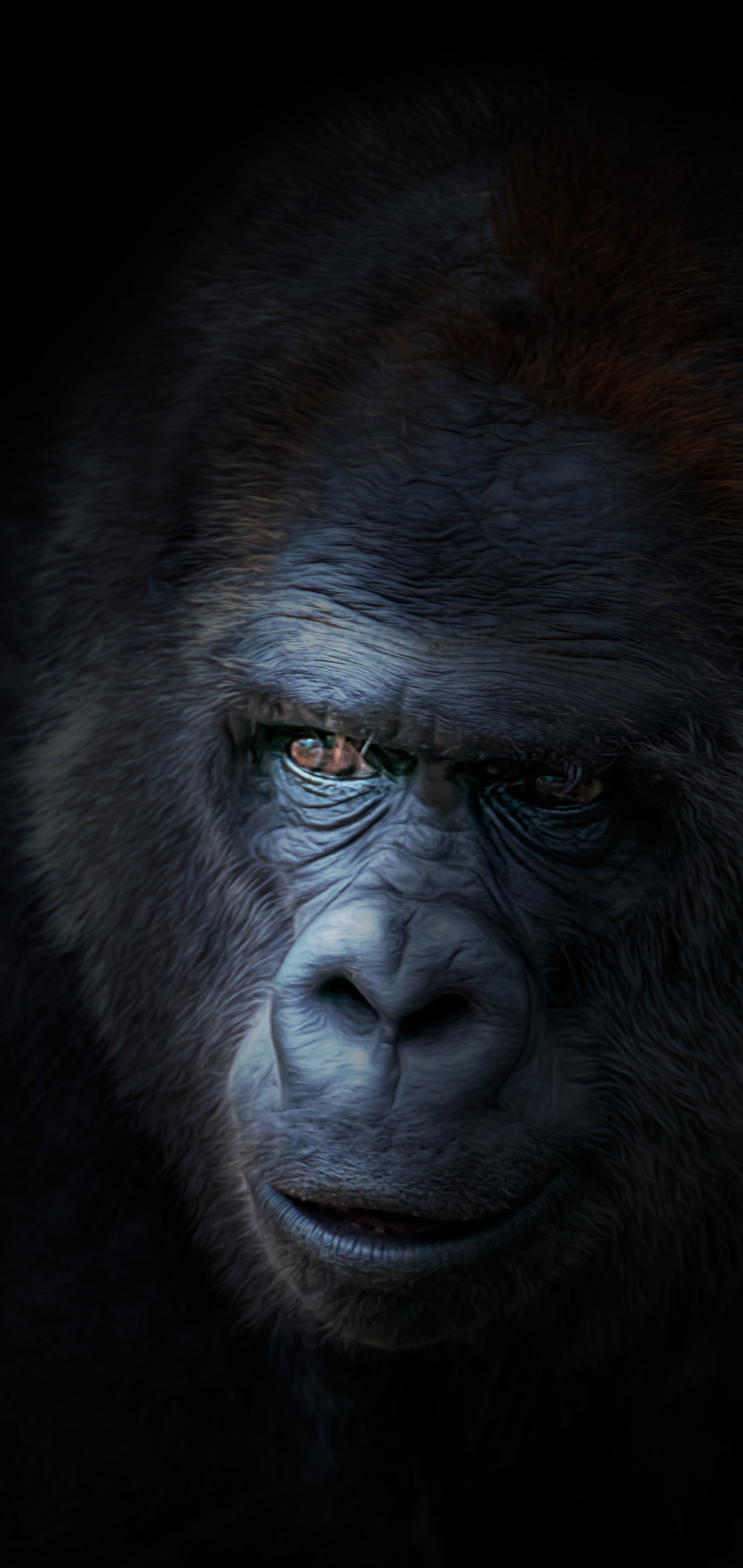 Wild gorilla, Natural habitat, Animal kingdom, Primate species, 1440x3040 HD Phone