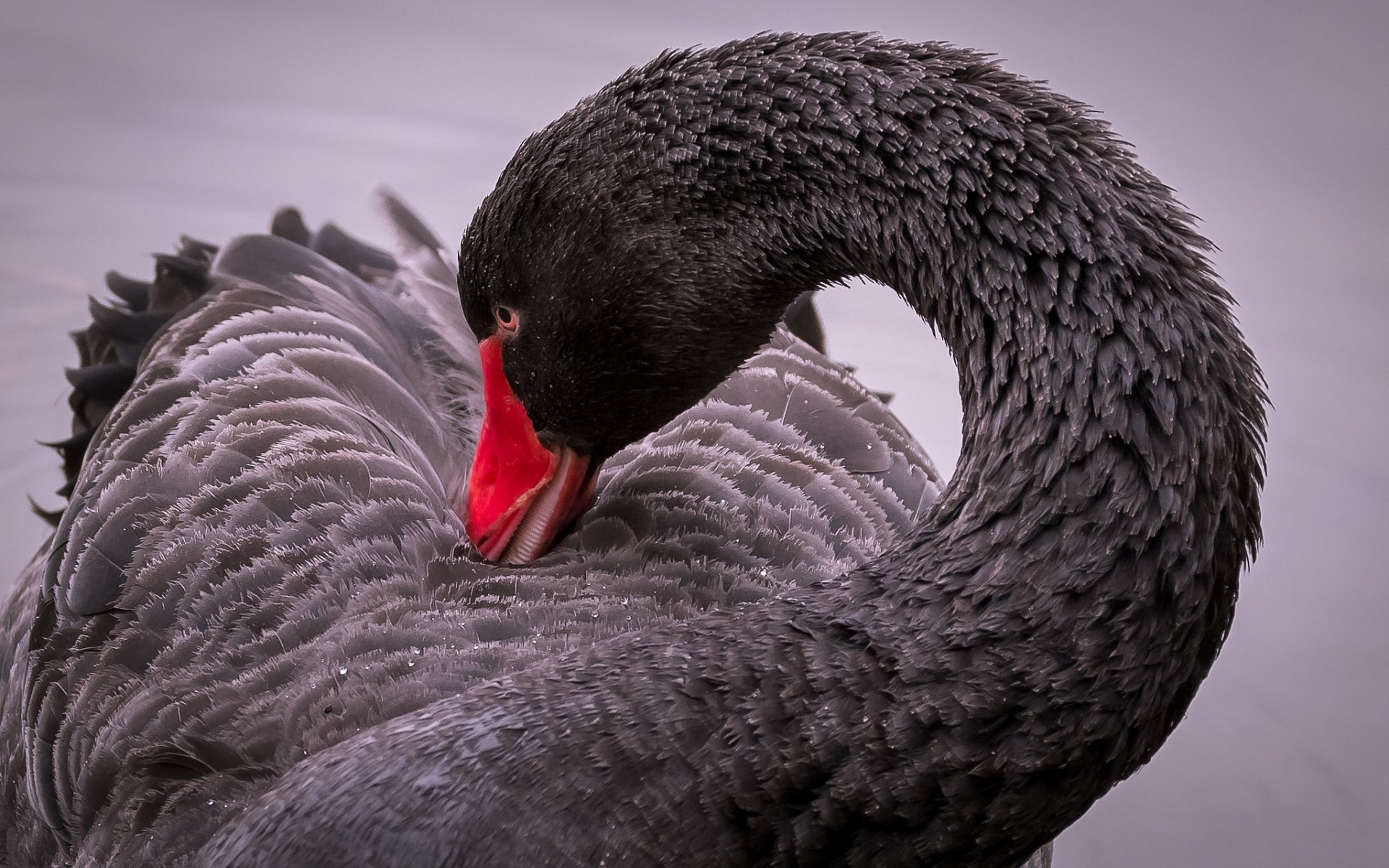 Black Swan (Bird): A monogamous breeder, with both partners sharing incubation and cygnet-rearing duties. 1920x1200 HD Background.