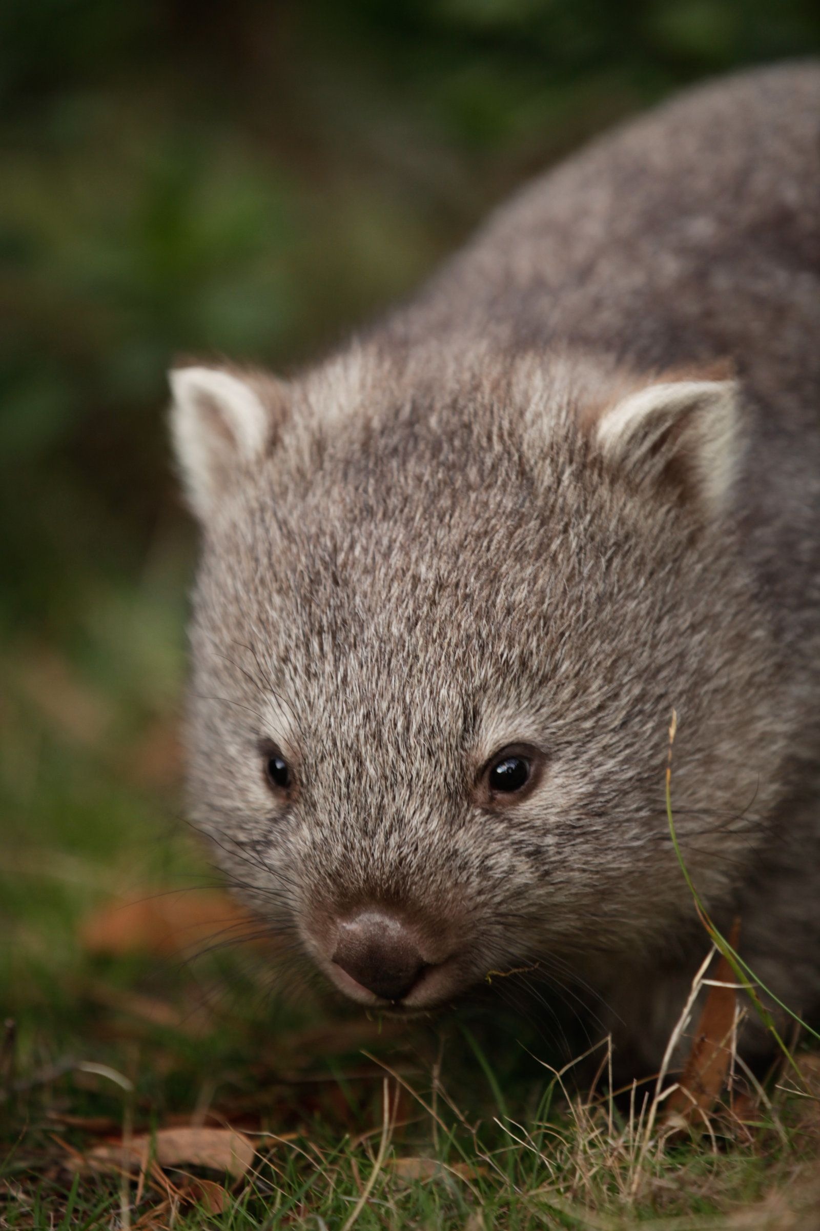 Wombat wallpapers, Cute animal backgrounds, Free download, 1600x2400 HD Phone