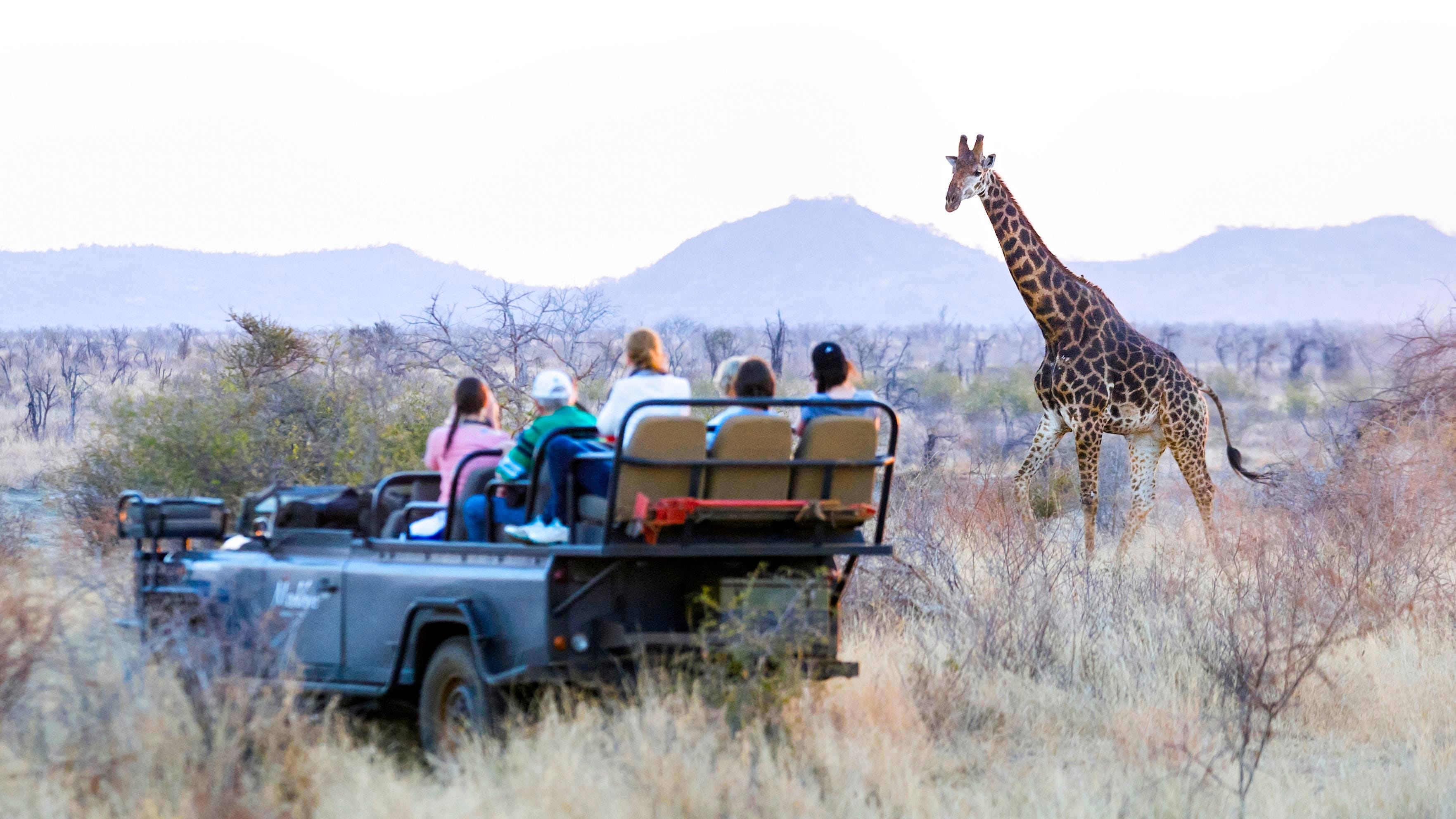 South Africa travels, South African safari, 3530x1990 HD Desktop