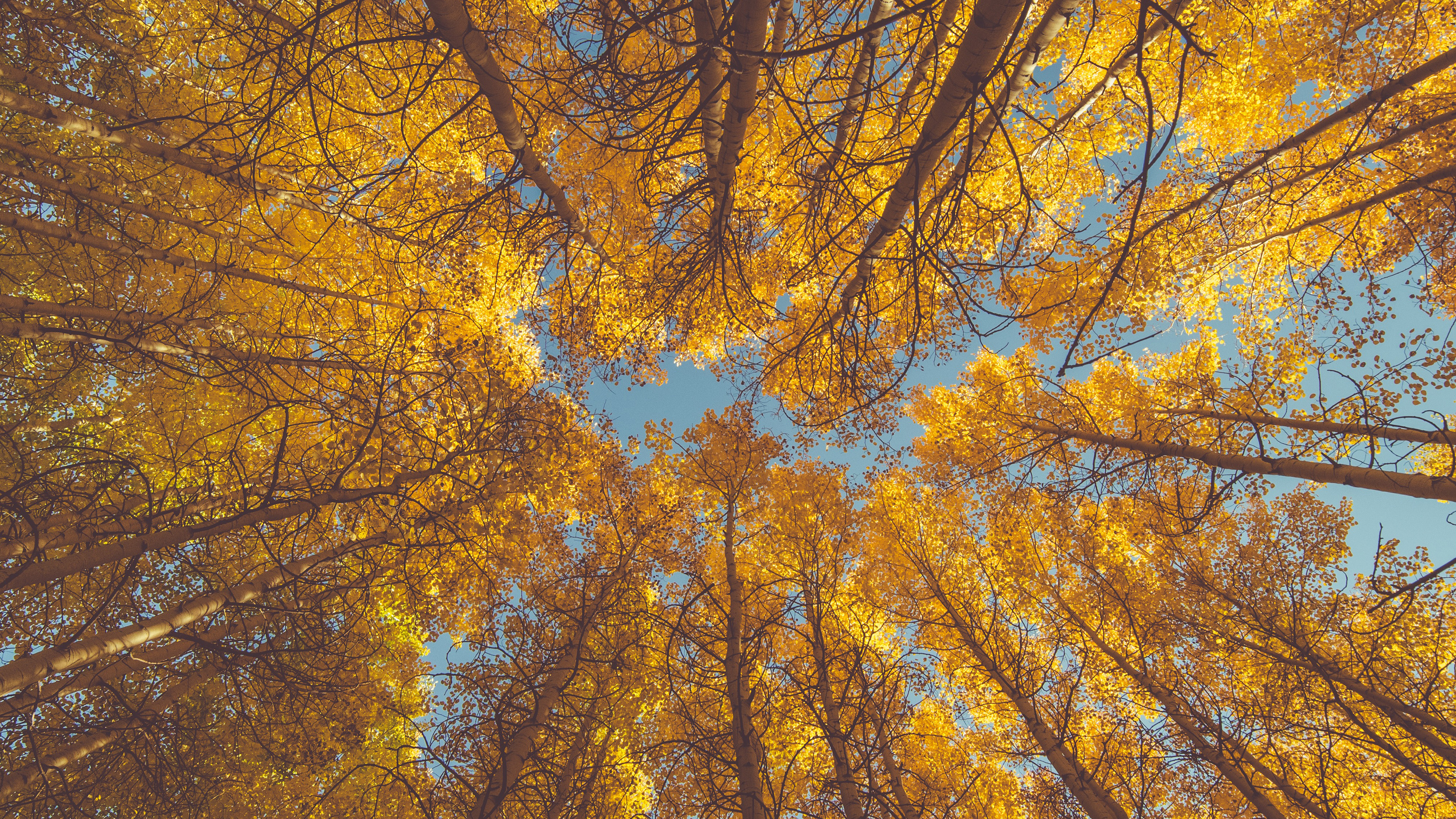Aspen Tree, Fall foliage, Autumn beauty, Nature's canvas, 3840x2160 4K Desktop