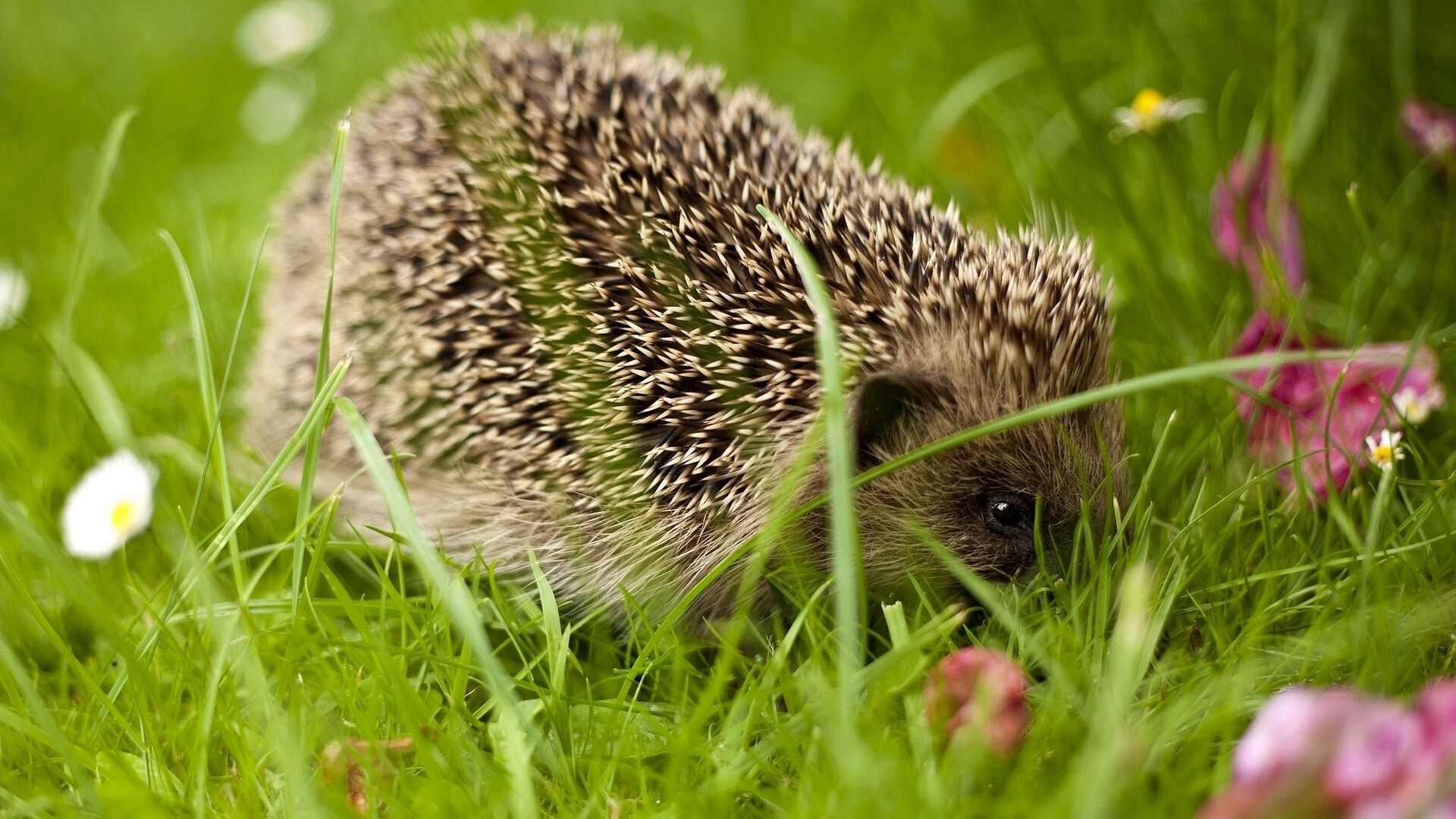 Hedgehog: Has short quills which are commonly known as spines. 1920x1080 Full HD Wallpaper.