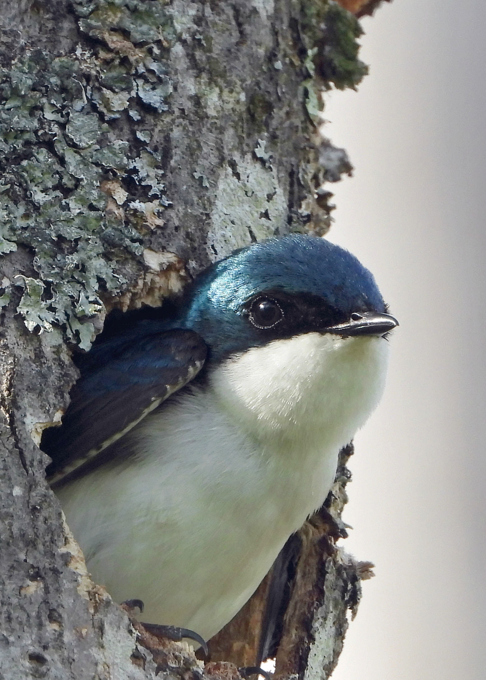 Swallow, Springtime sightings, Welcoming season, Flight of the swallows, 1570x2190 HD Phone