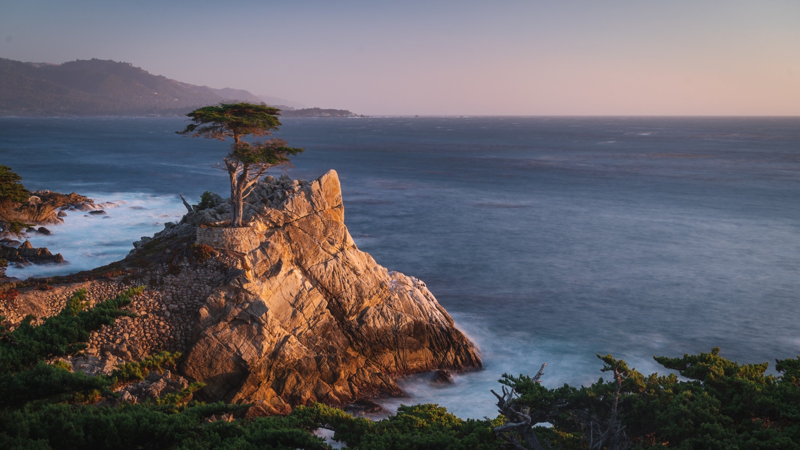 Cypress Tree, MacOS Monterey wallpaper, Nature-themed, Petapixel, 2560x1440 HD Desktop